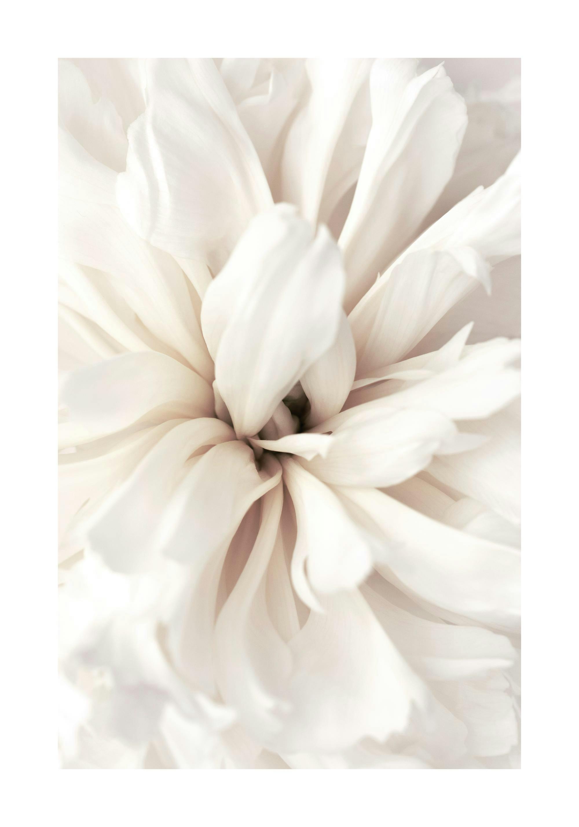 Affiche de photographie en gros plan dune fleur blanche aux pétales doux et crémeux, typographie florale