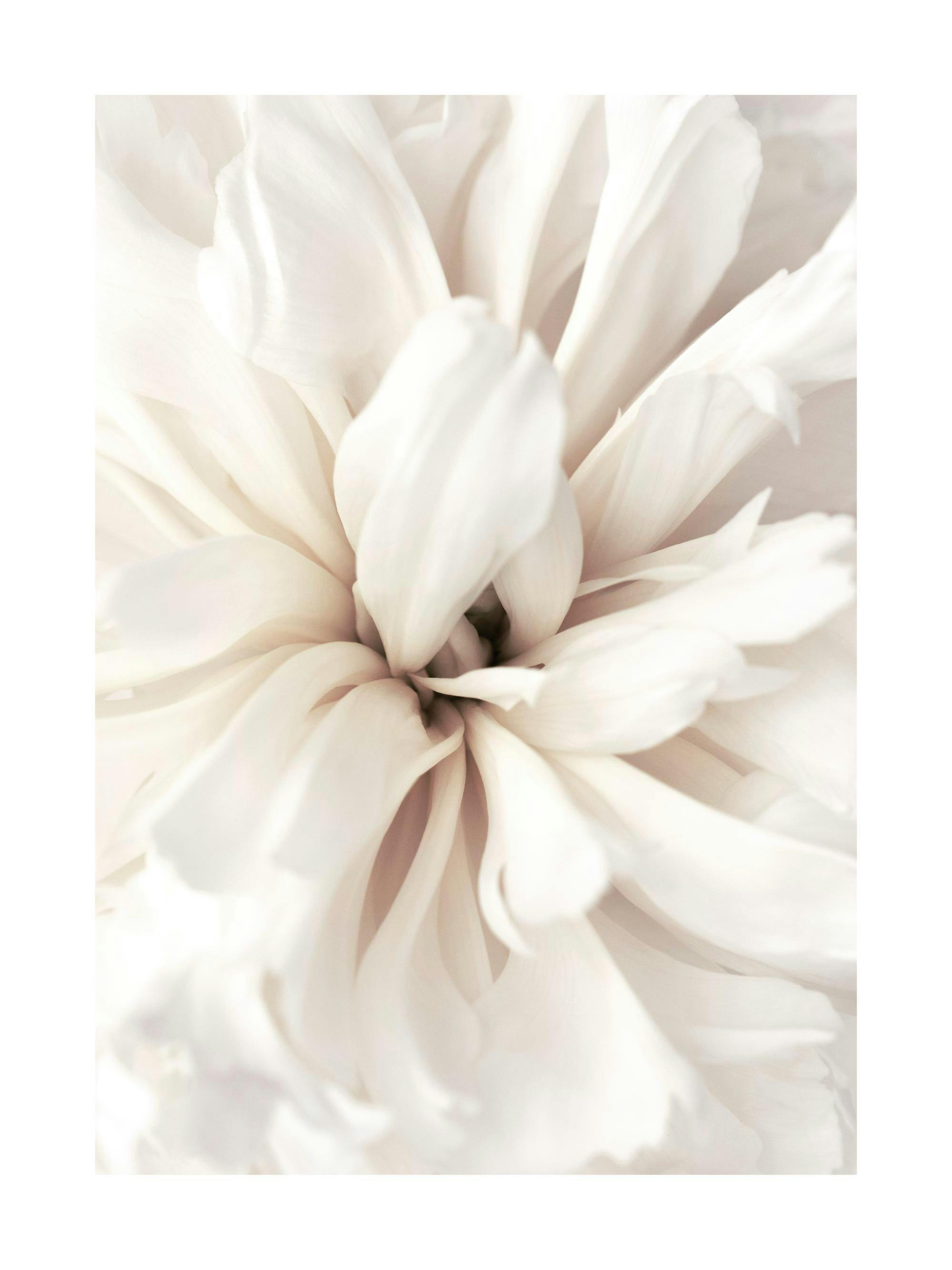 Detailný záber bieleho kvetu s okvetnými lístkami, botanická fotografia s jemnými krémovými tónmi.