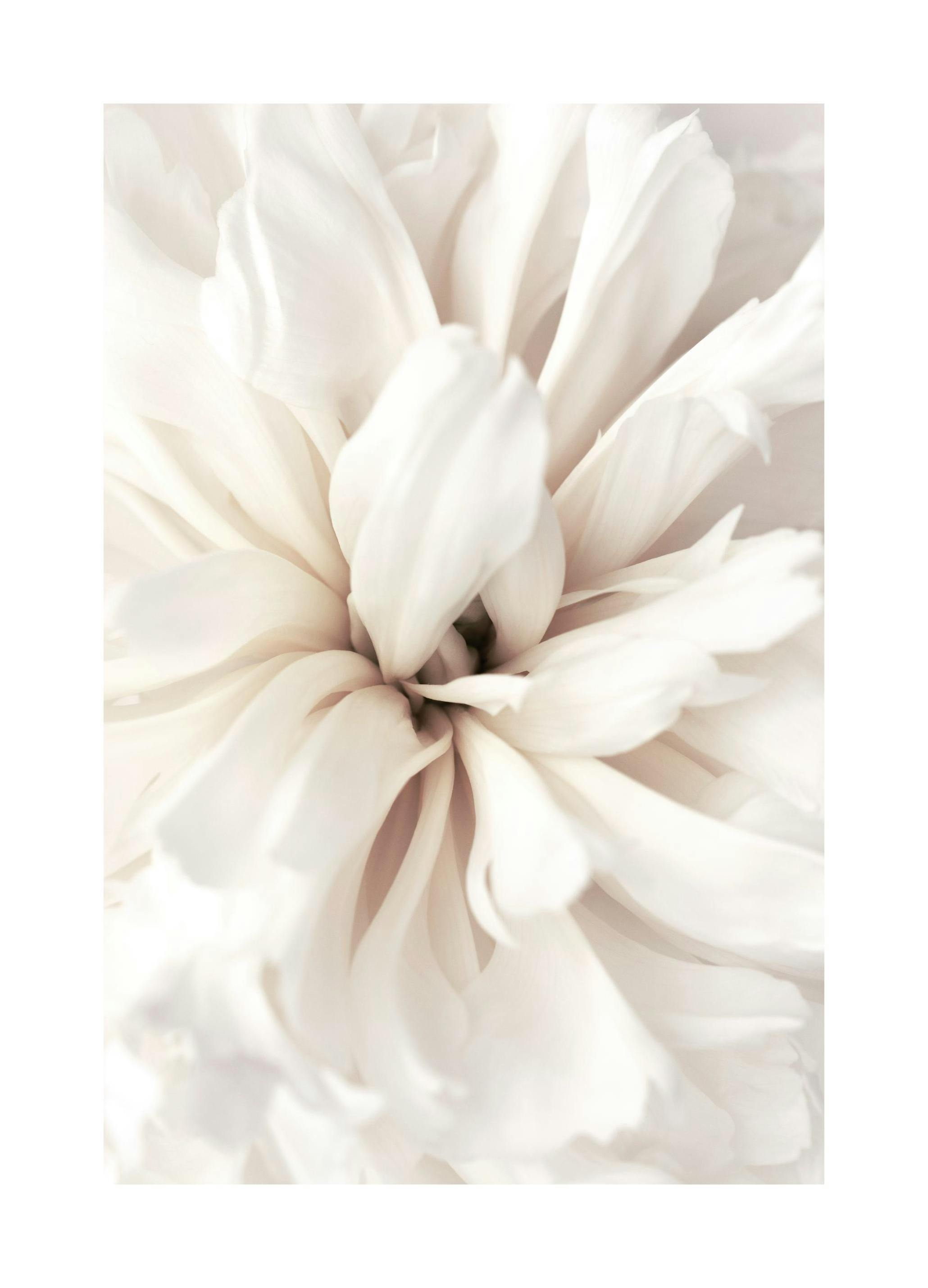 Prints - Close Up Blossom Print (70x100 cm) - Floral prints