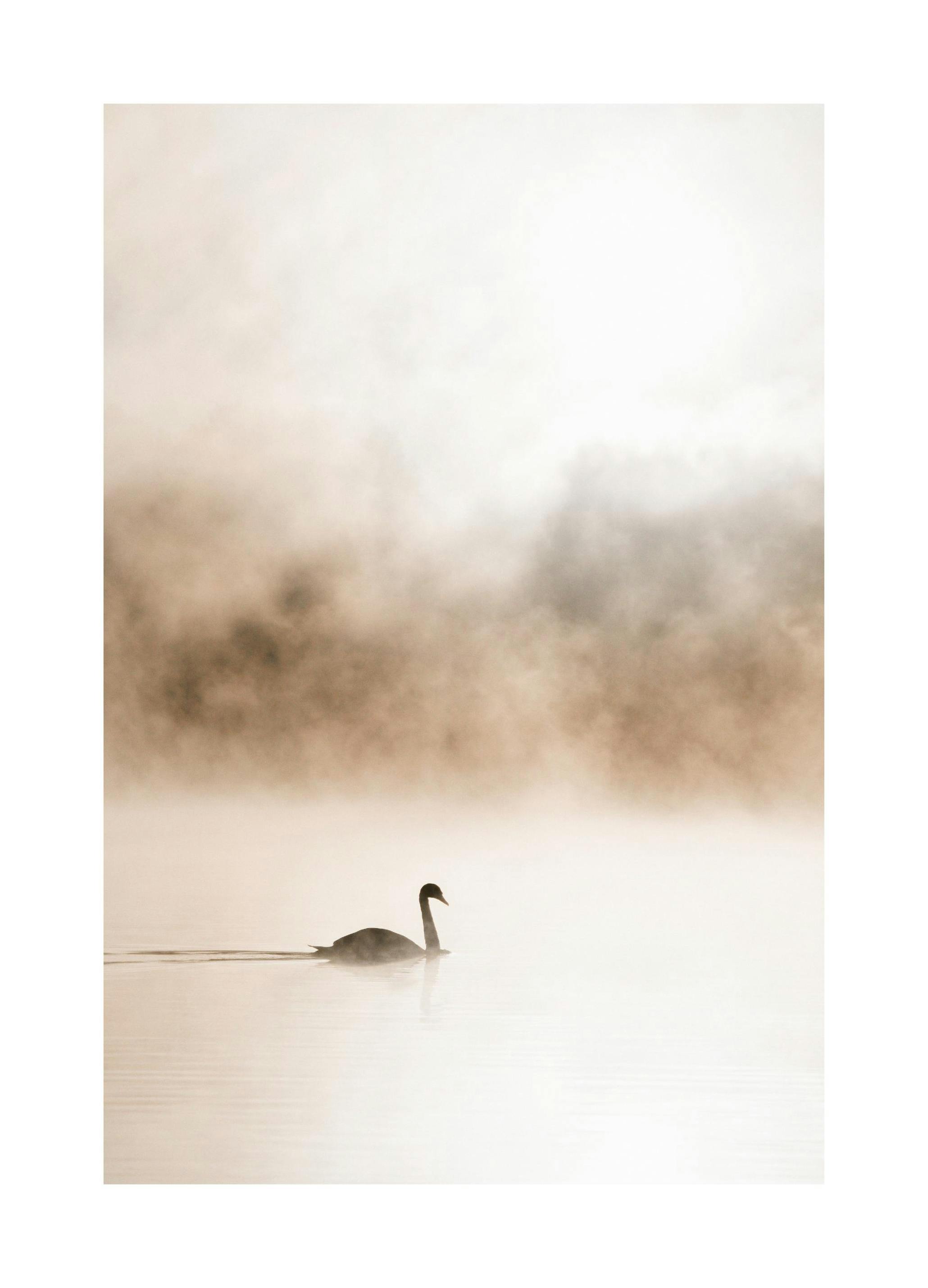 Gliding Swan Plakat (30x40 cm) - Plakater > Kunstplakater > Fotokunst