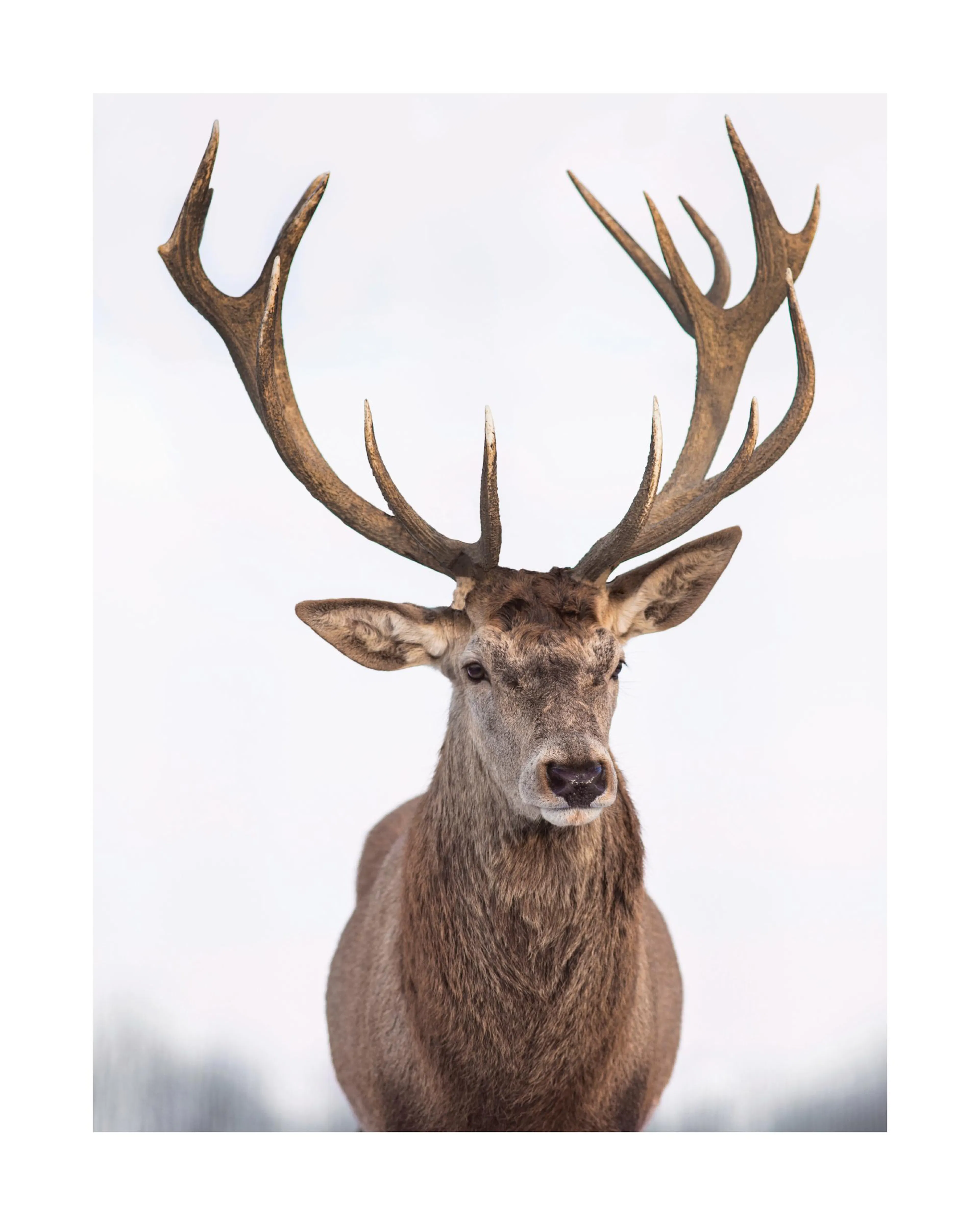 Majestic deer print with large antlers, a striking animal poster for wall decor.