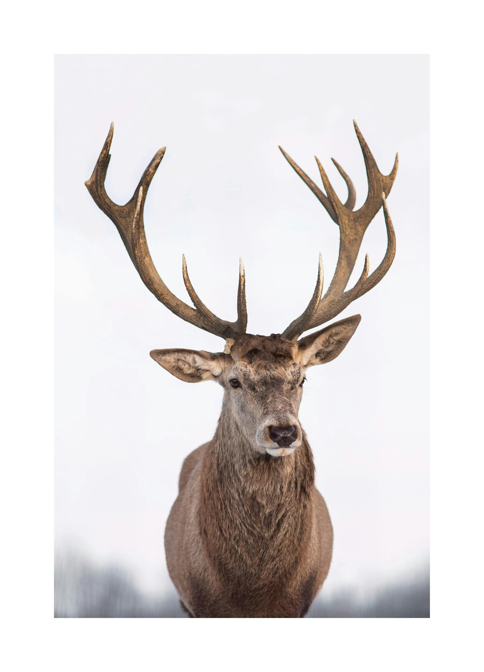 Majestic Deer Poster (21x30 cm)-Posters