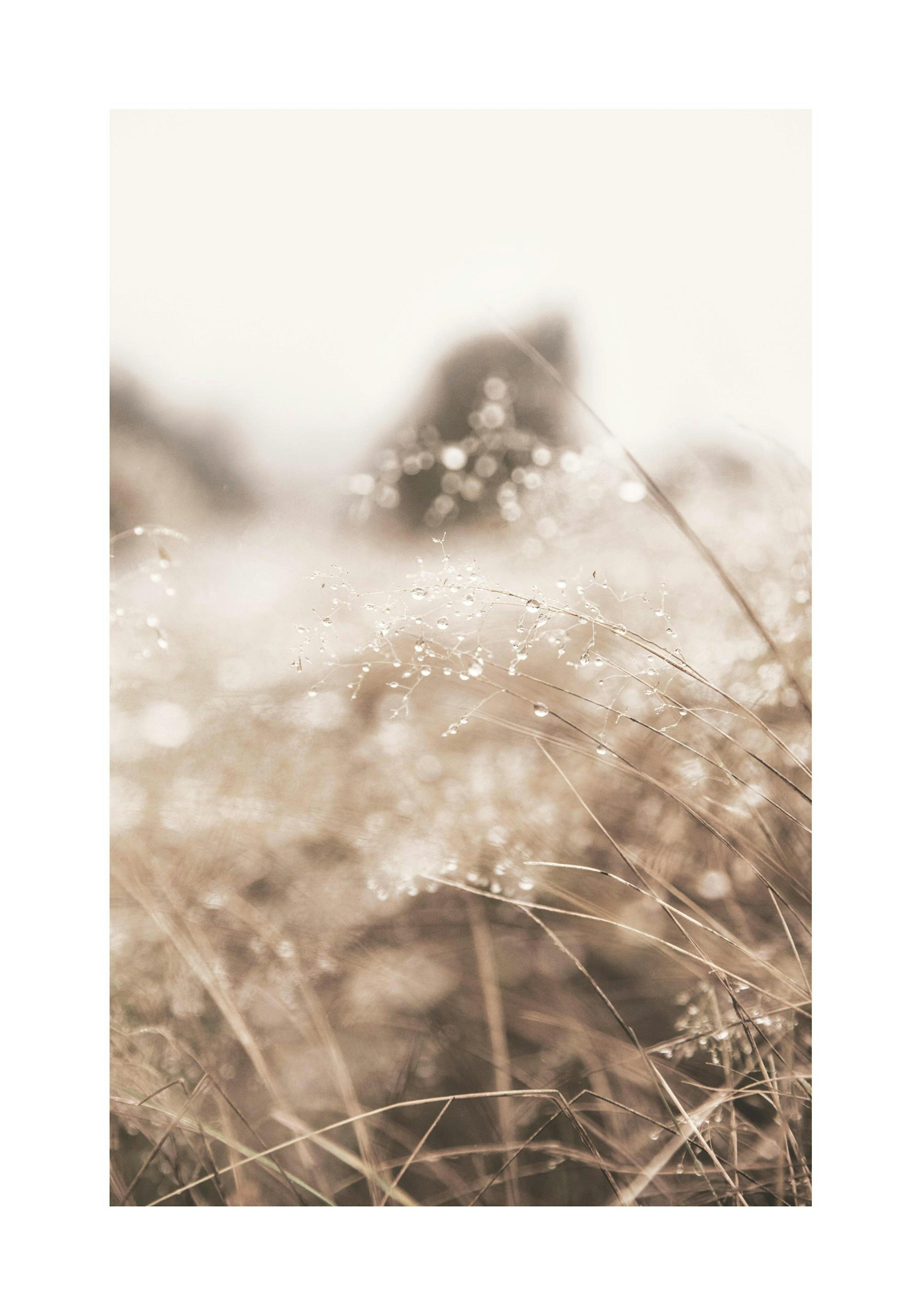 Dried grass with water droplets print, beige botanical poster