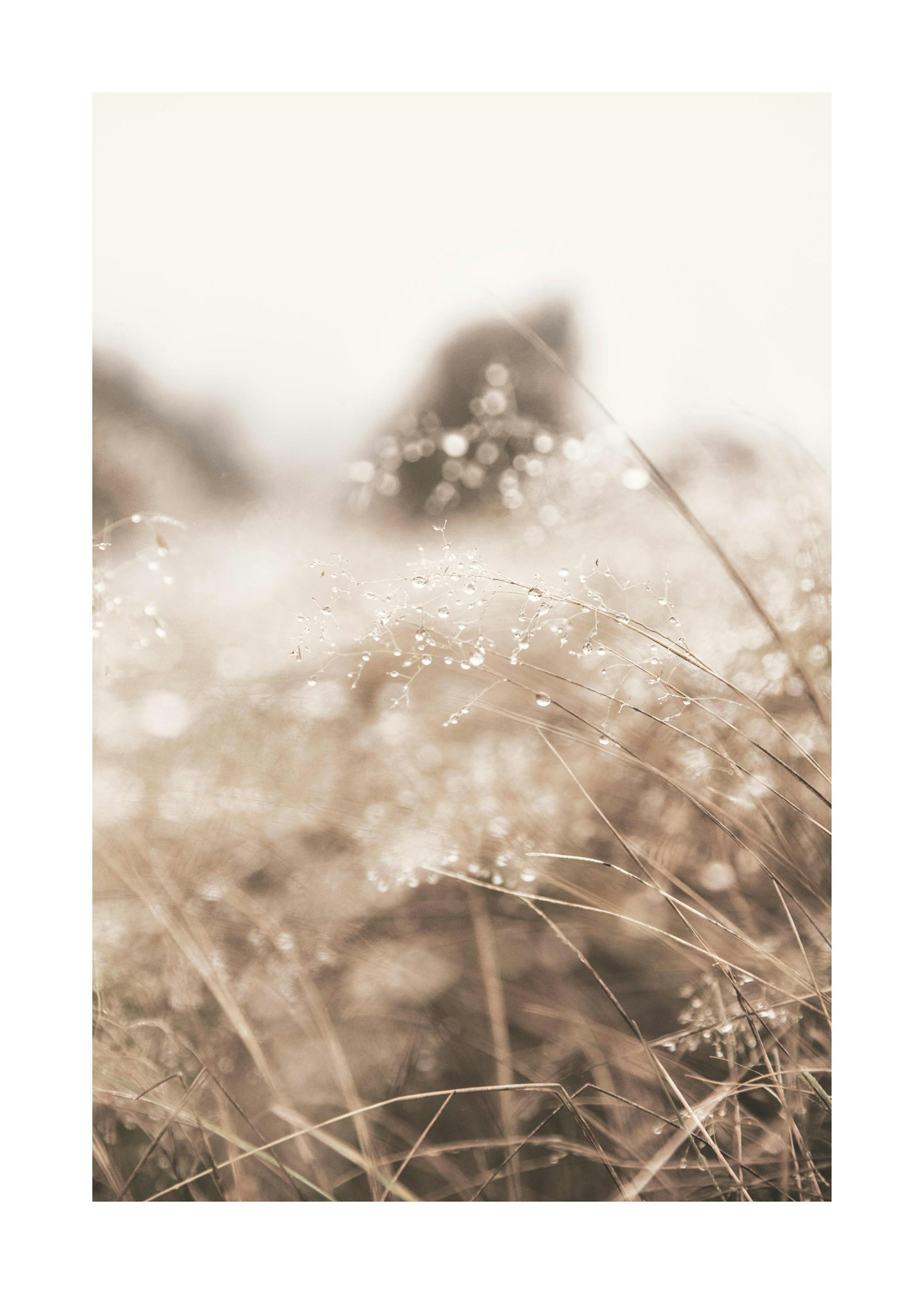 Dried Grass on Field No2 Affiche 0