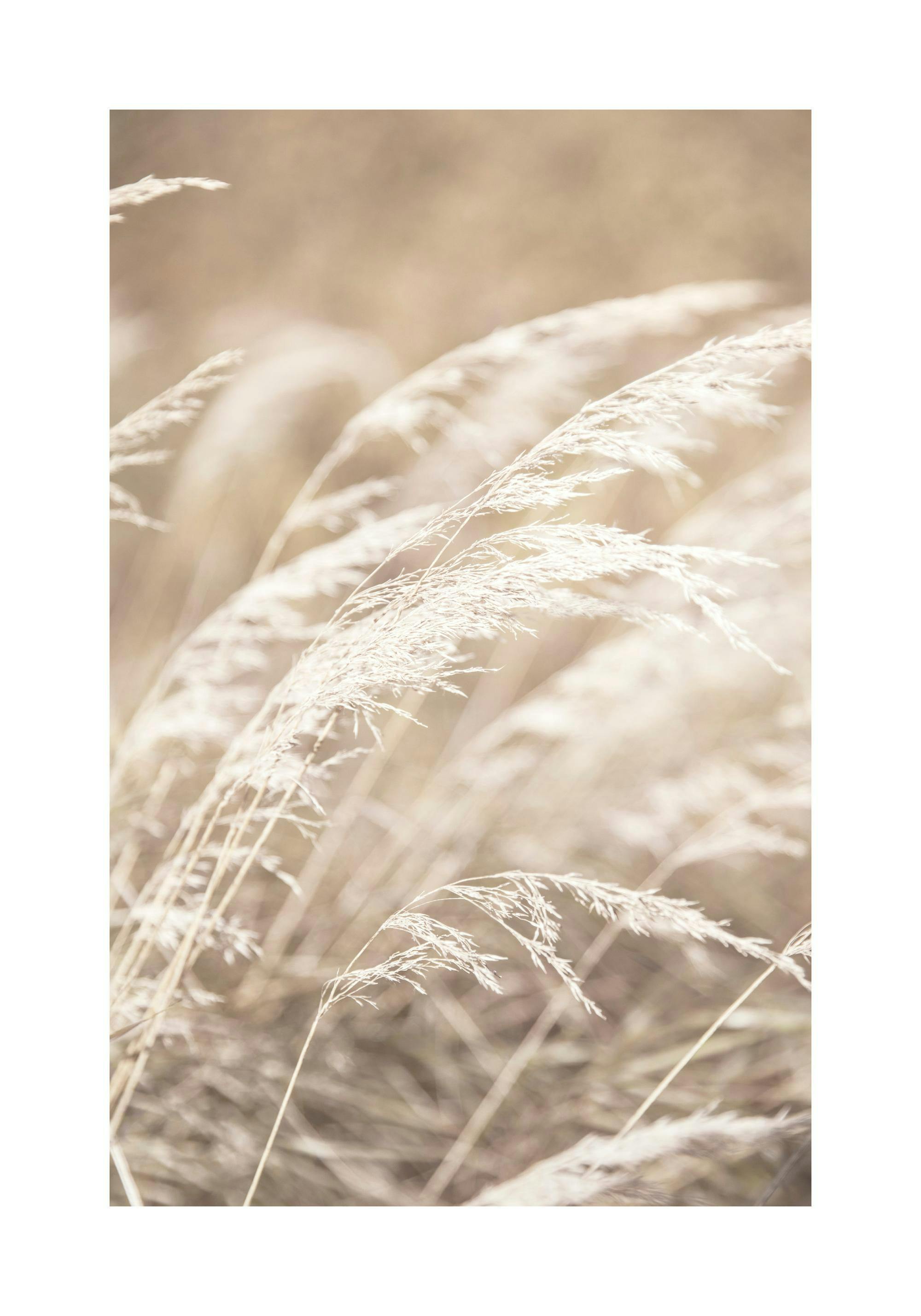 Fotografi av ljust, torkat gräs i beiga nyanser på ett gräsfält, med fokus på detaljerna