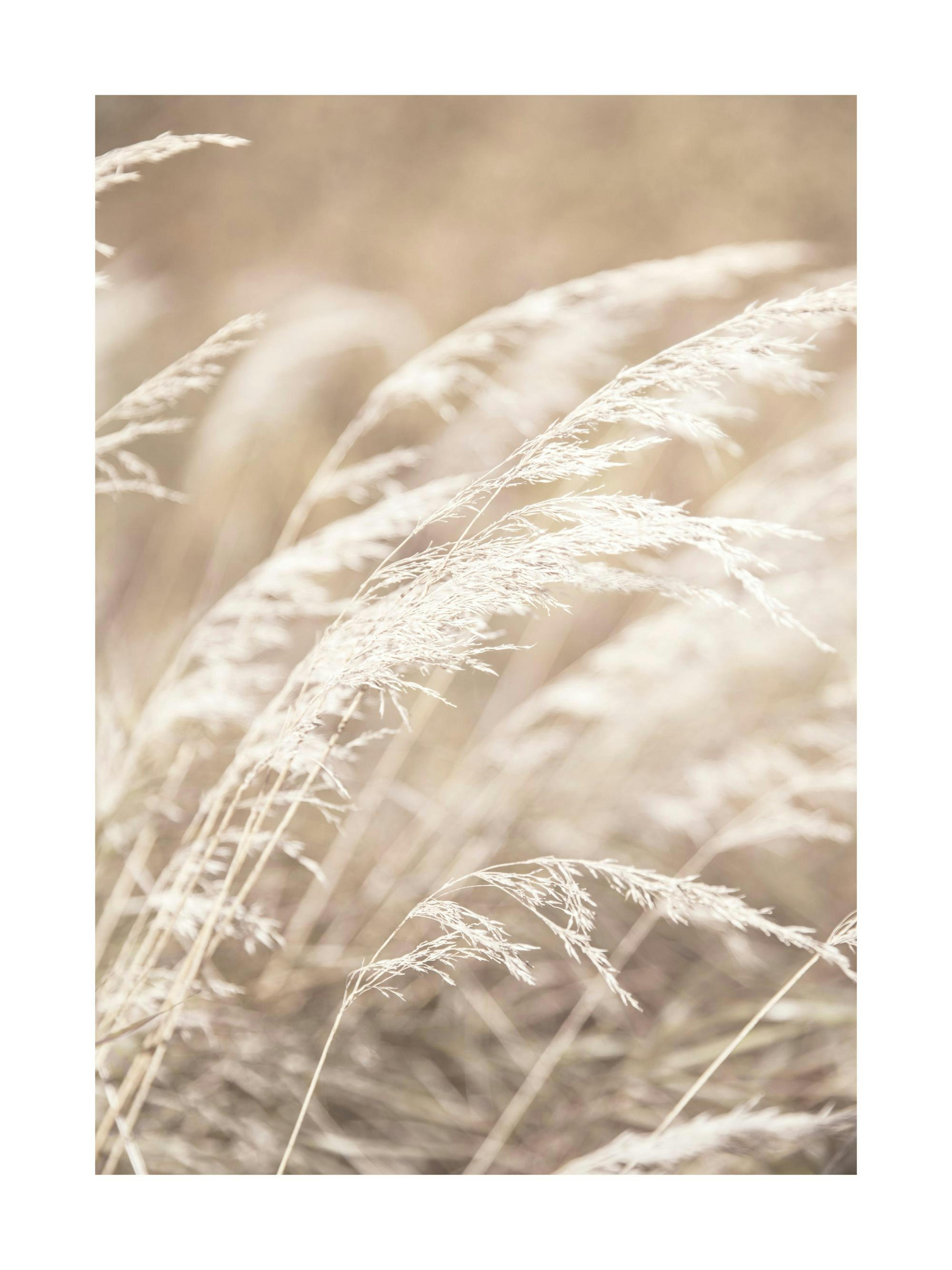 Dried Grass on Field No4 Juliste 0