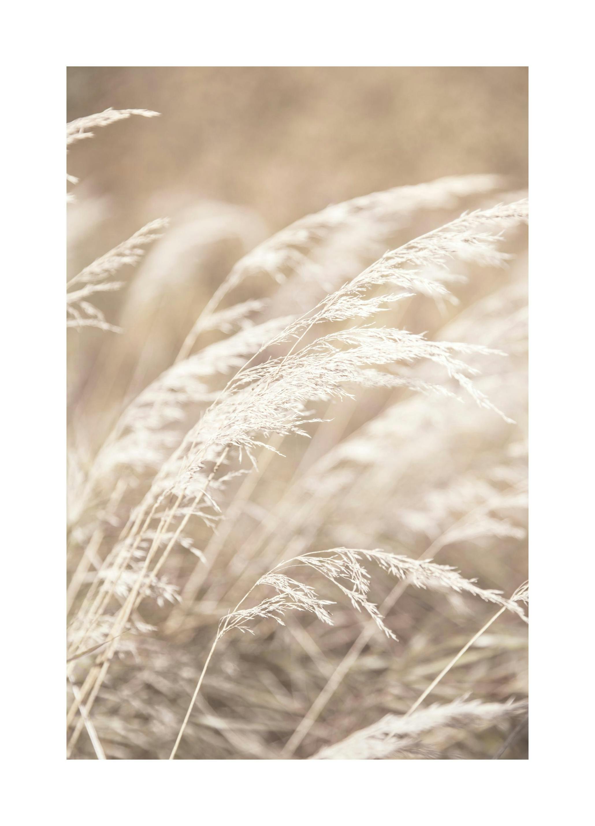 Dried Grass on Field No4 Plakat (50x70 cm)