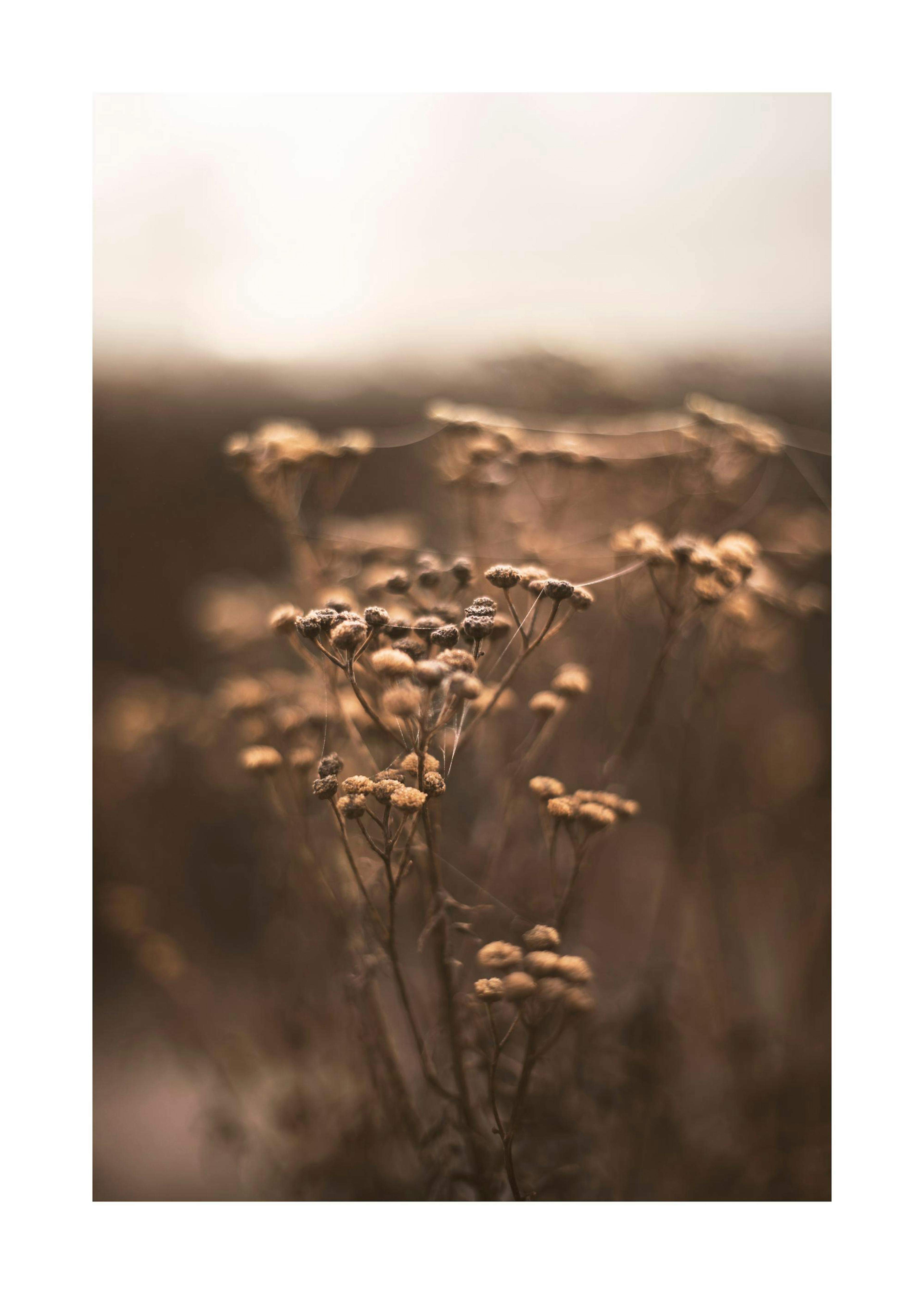 Brown Botanical No1 Plakat 0