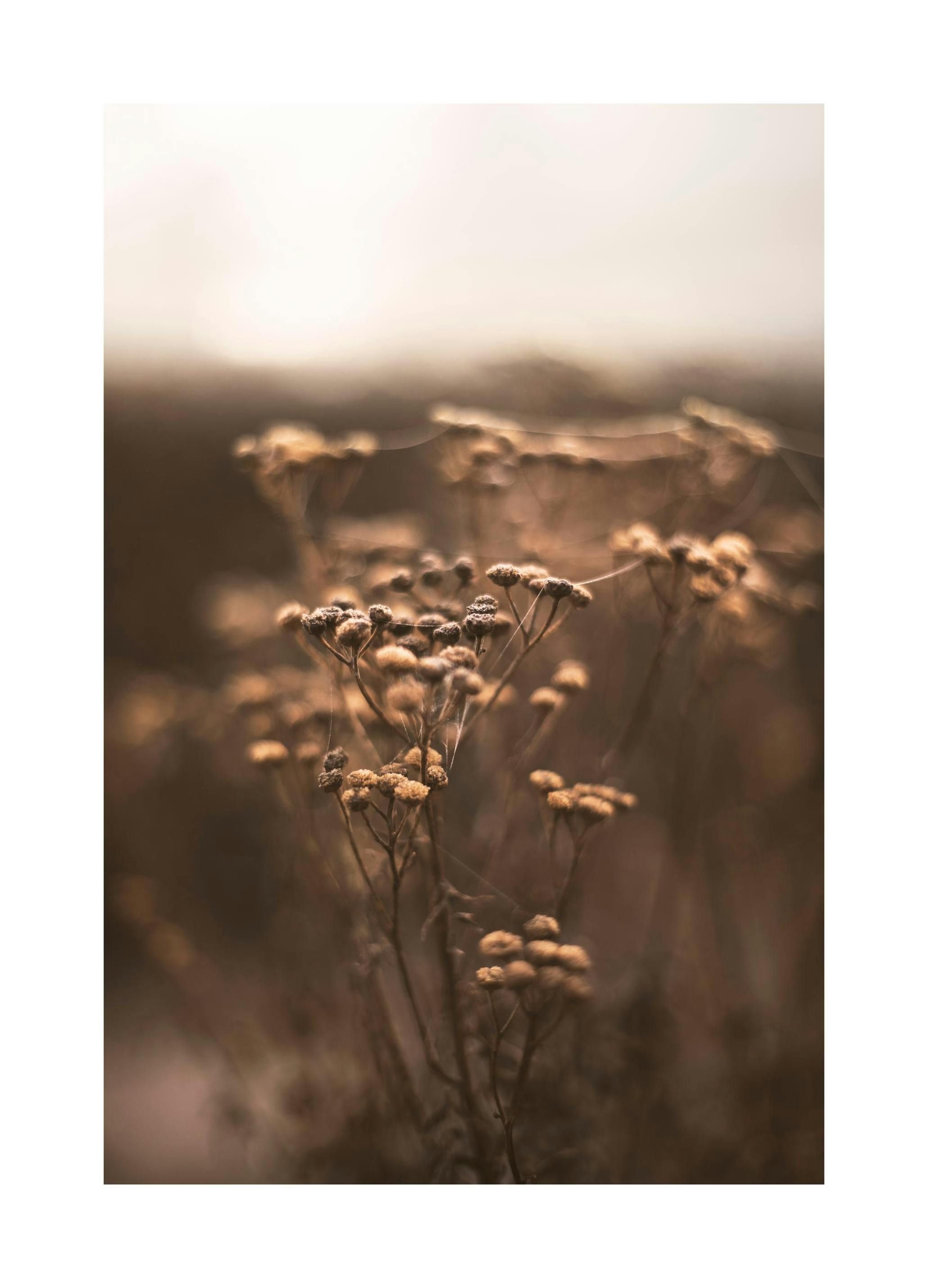 Brown Botanical No1 Affiche (21x30 cm)