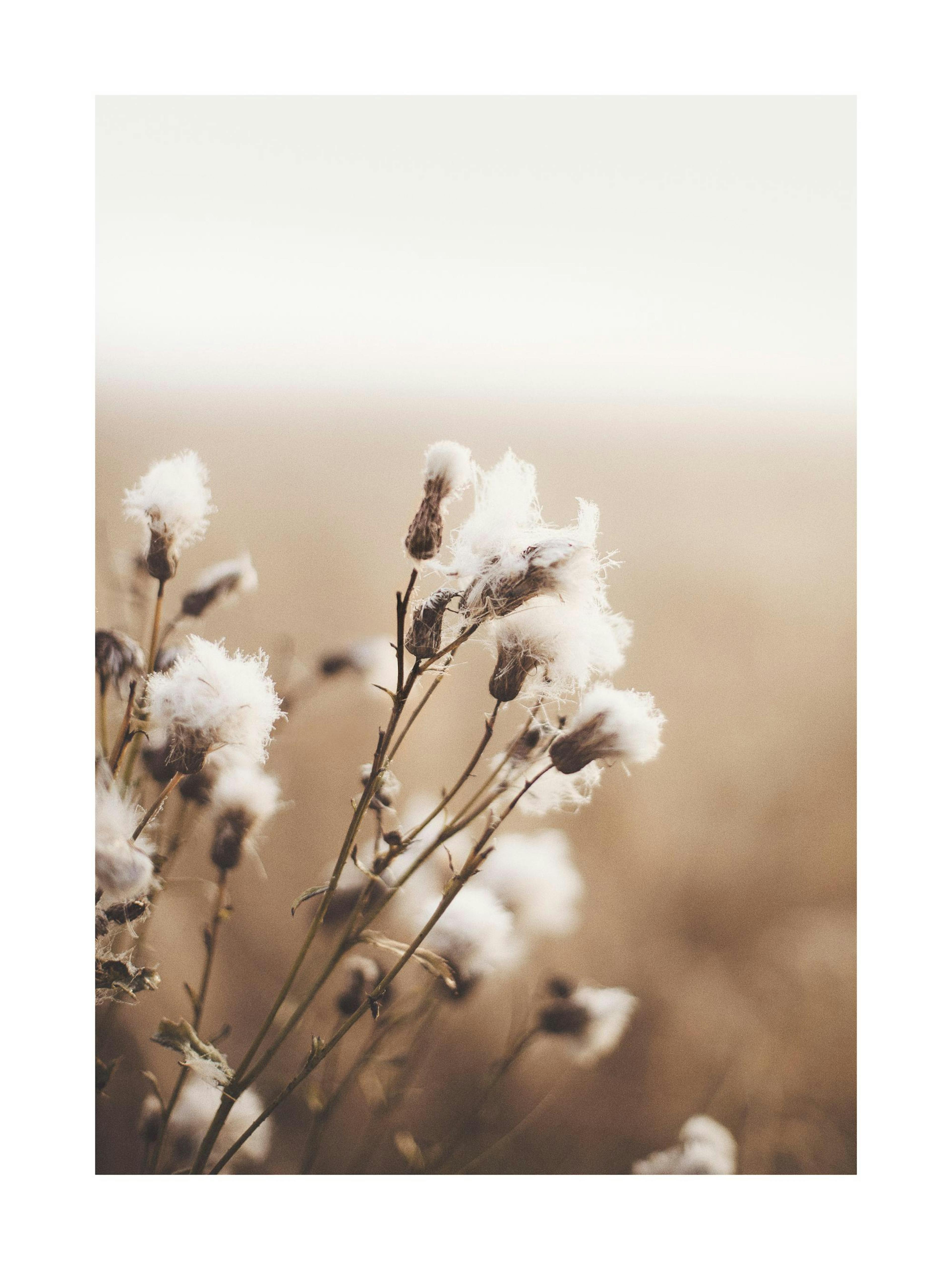 Póster de flores mullidas blancas en primer plano contra un suave fondo beige borroso, estilo botánico.