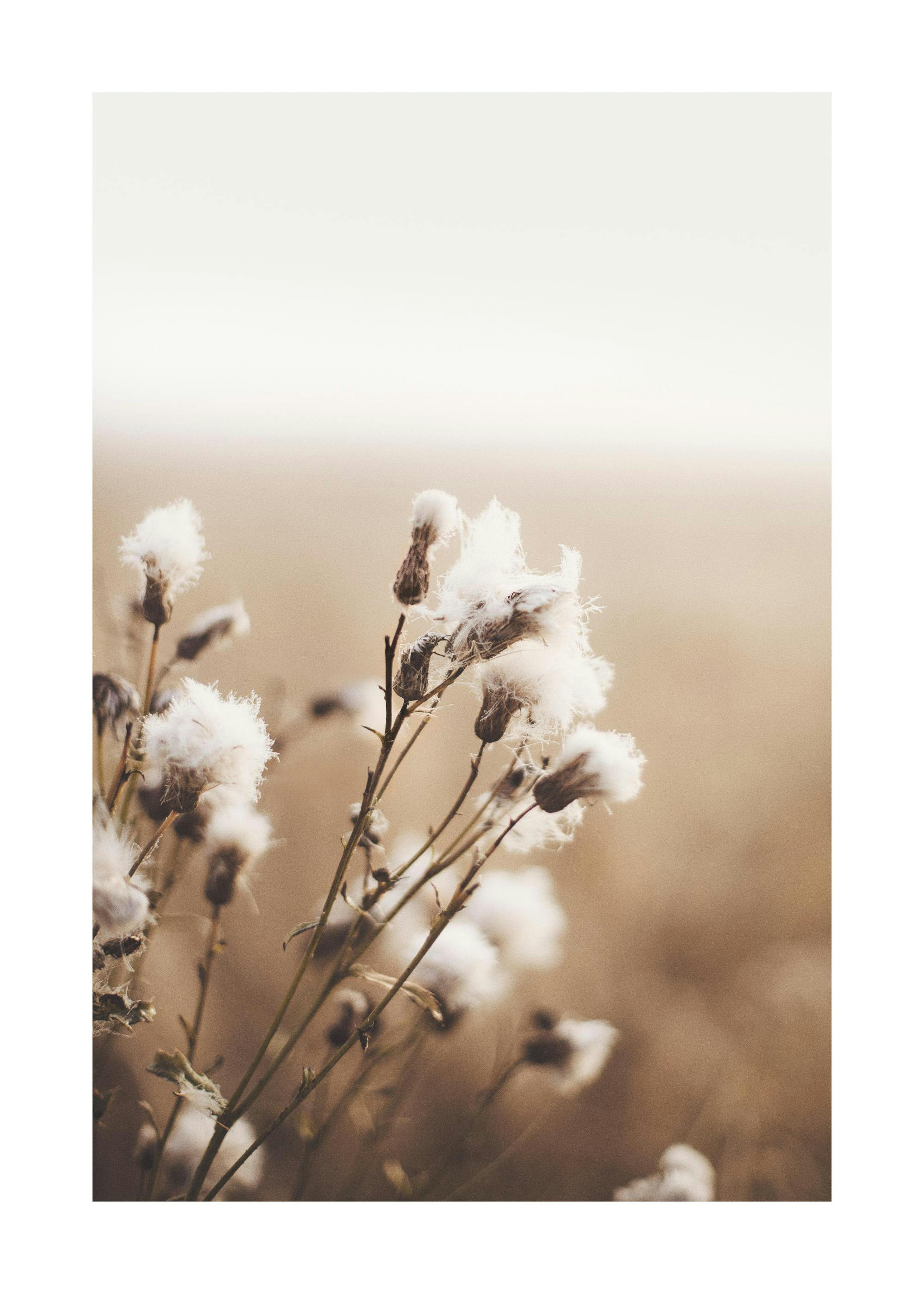 Moody Flowers Print 0