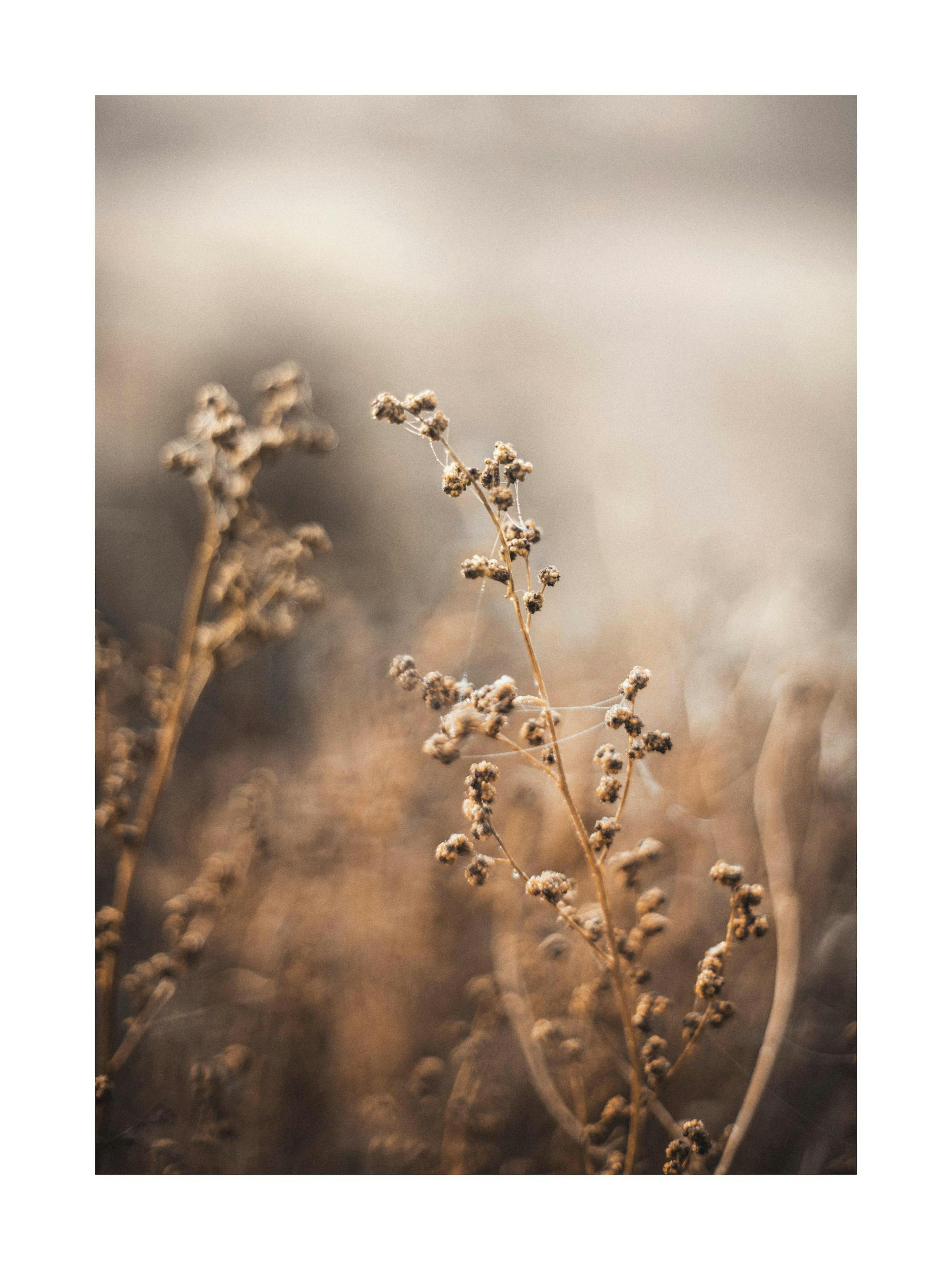 Póster botánico marrón con flores secas y pelusa en un campo, con fondo difuminado de naturaleza