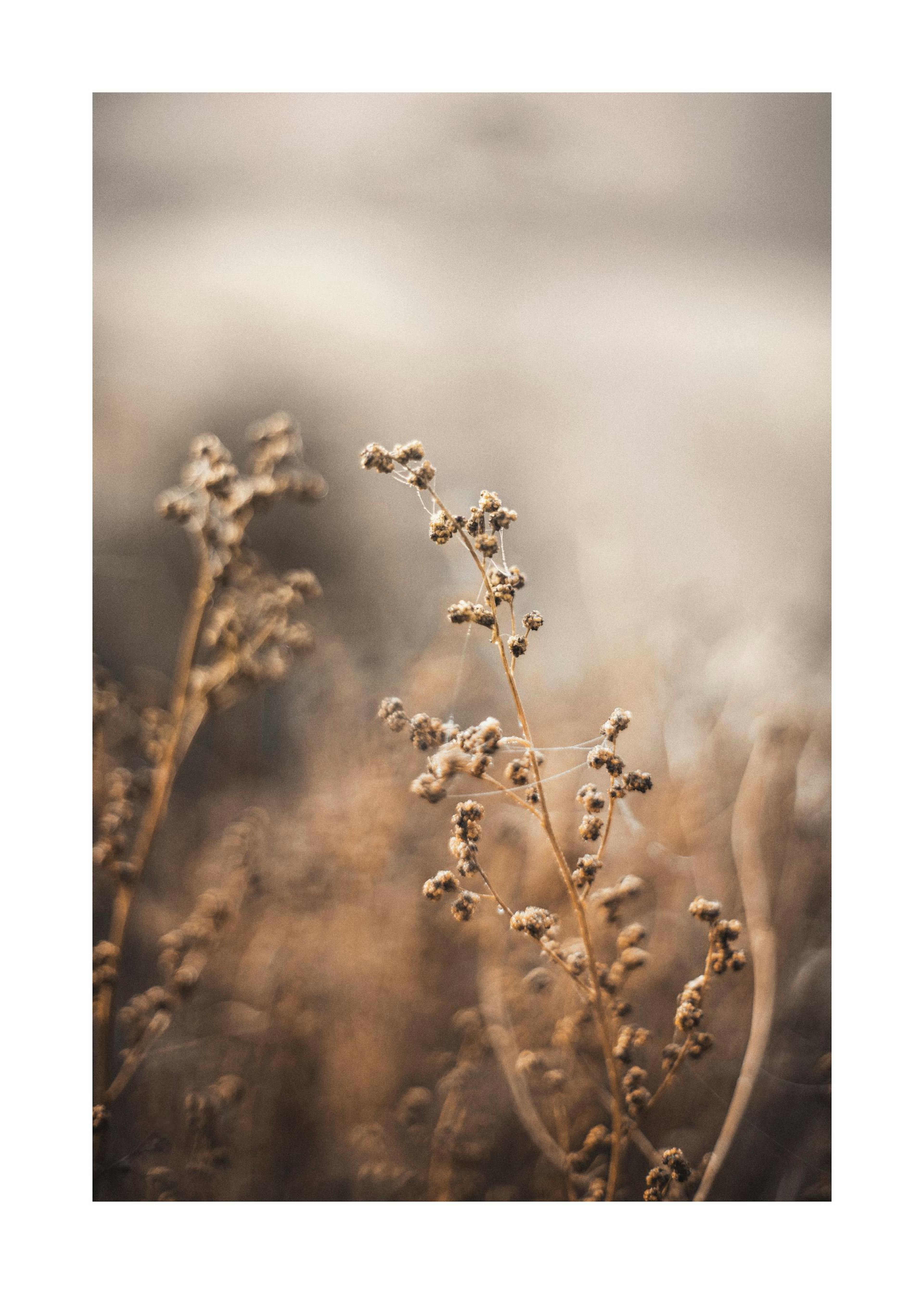Brown Botanical No2 Print 0