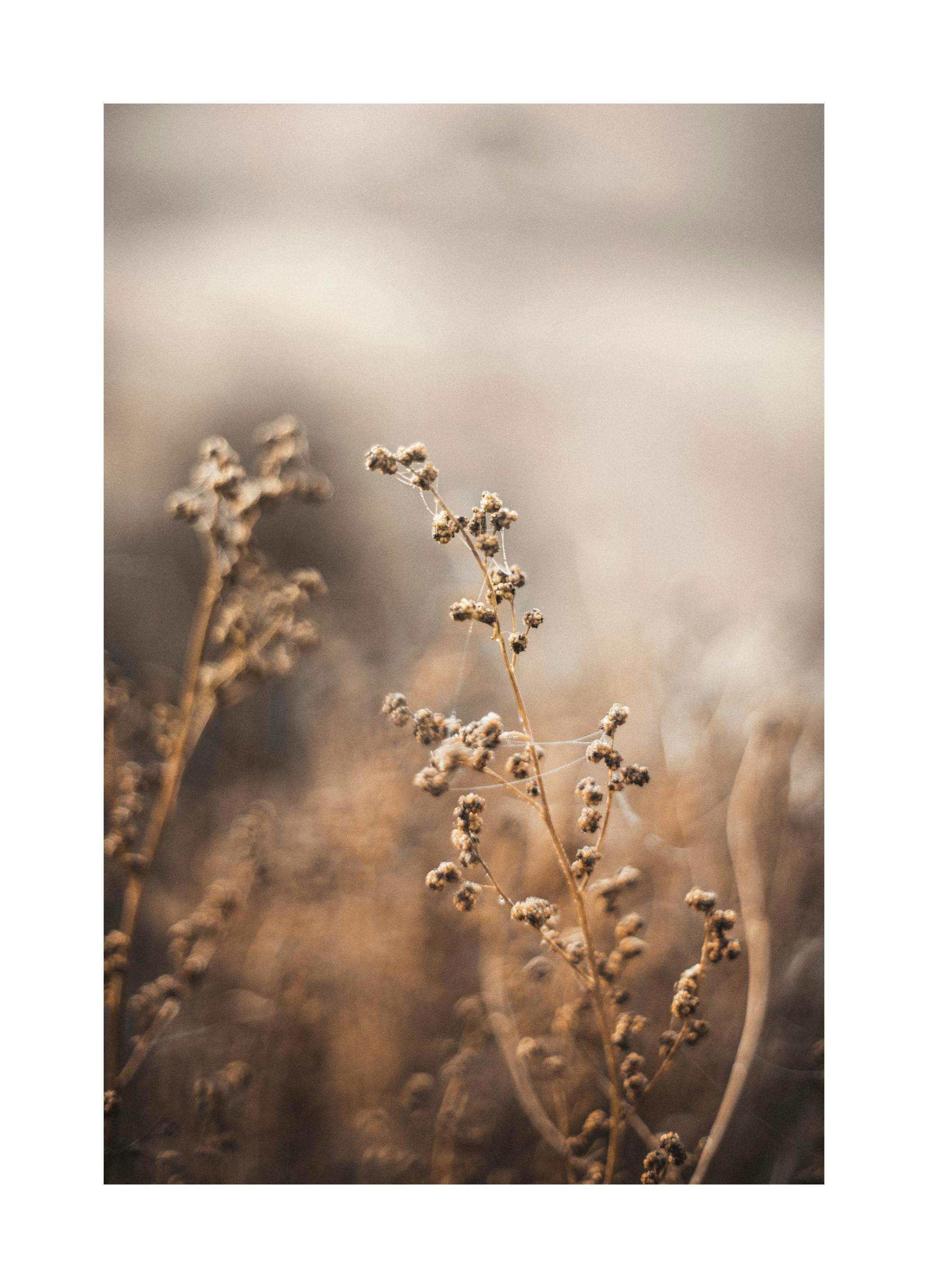 Brown Botanical No2 Affiche (30x40 cm)