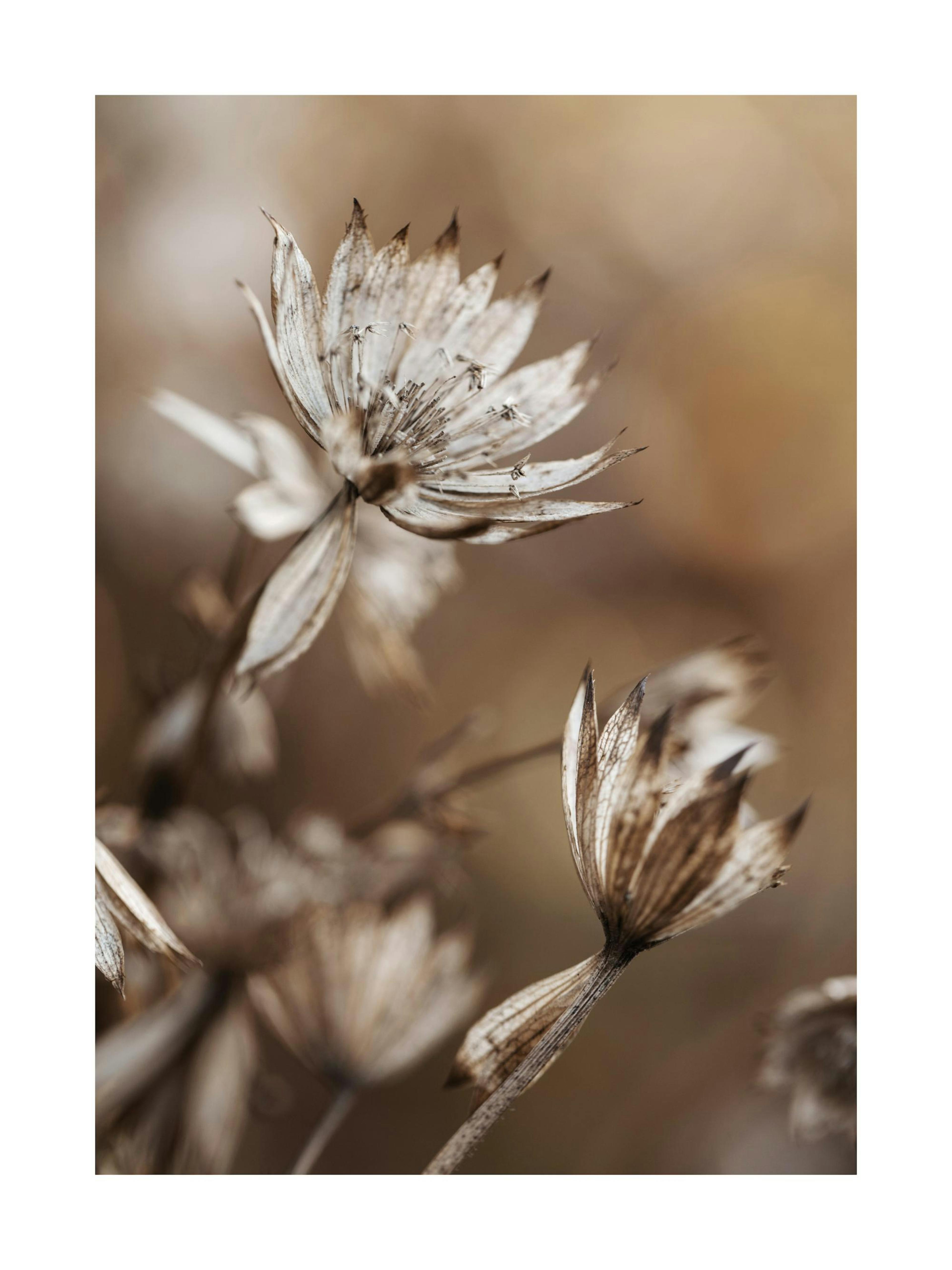 Närbild av torkade, bruna blommor mot en suddig bakgrund, en botanisk makrofotografi.