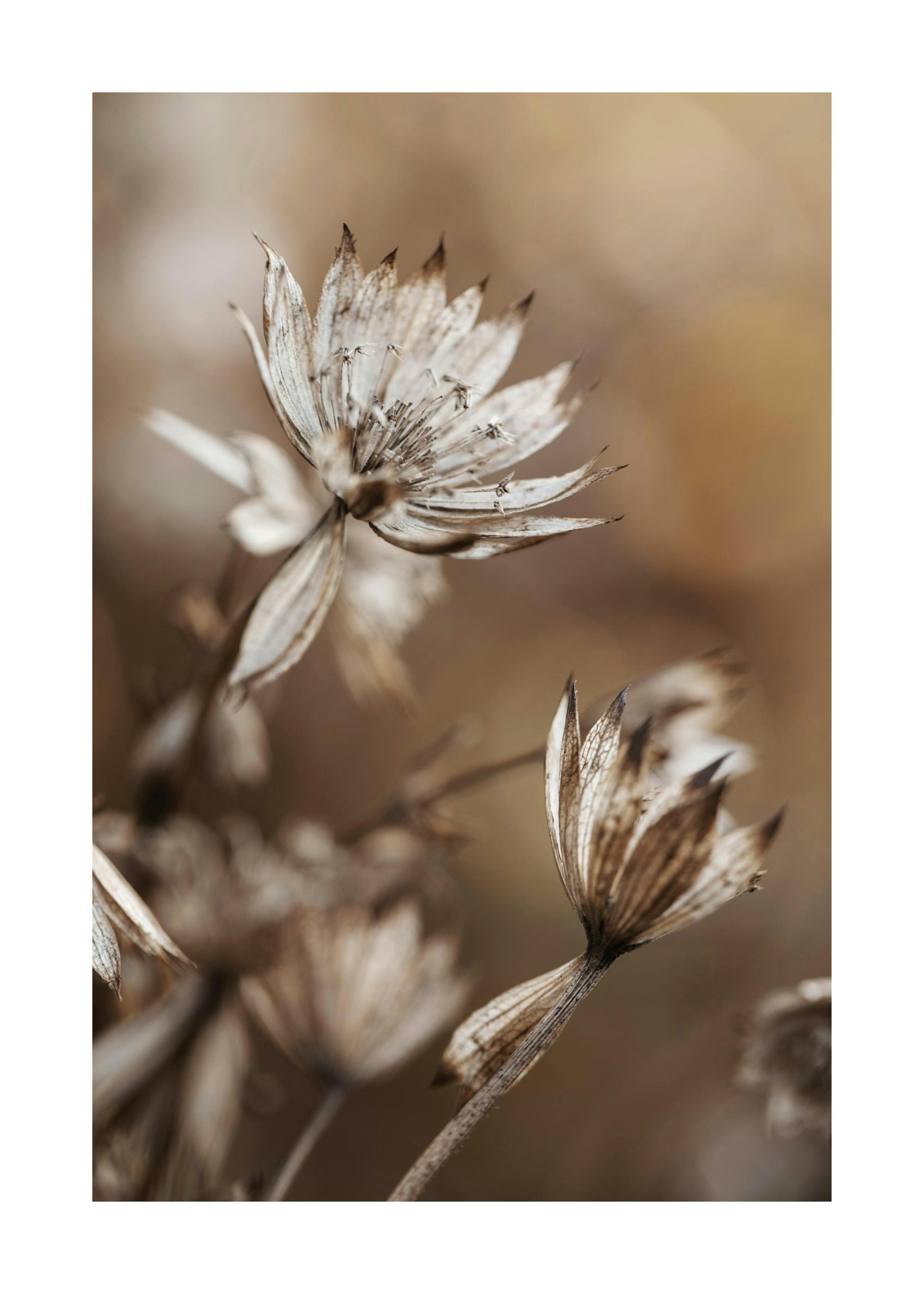 Dried Flowers in Brown Print 0