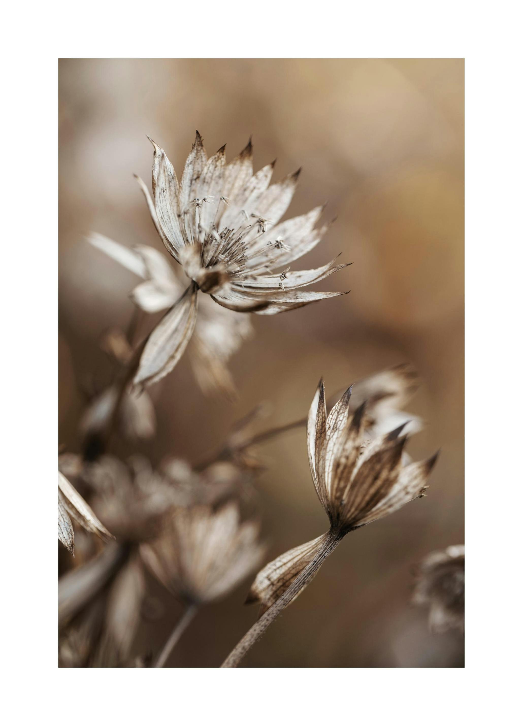 Dried Flowers in Brown Poster (21x30 cm)
