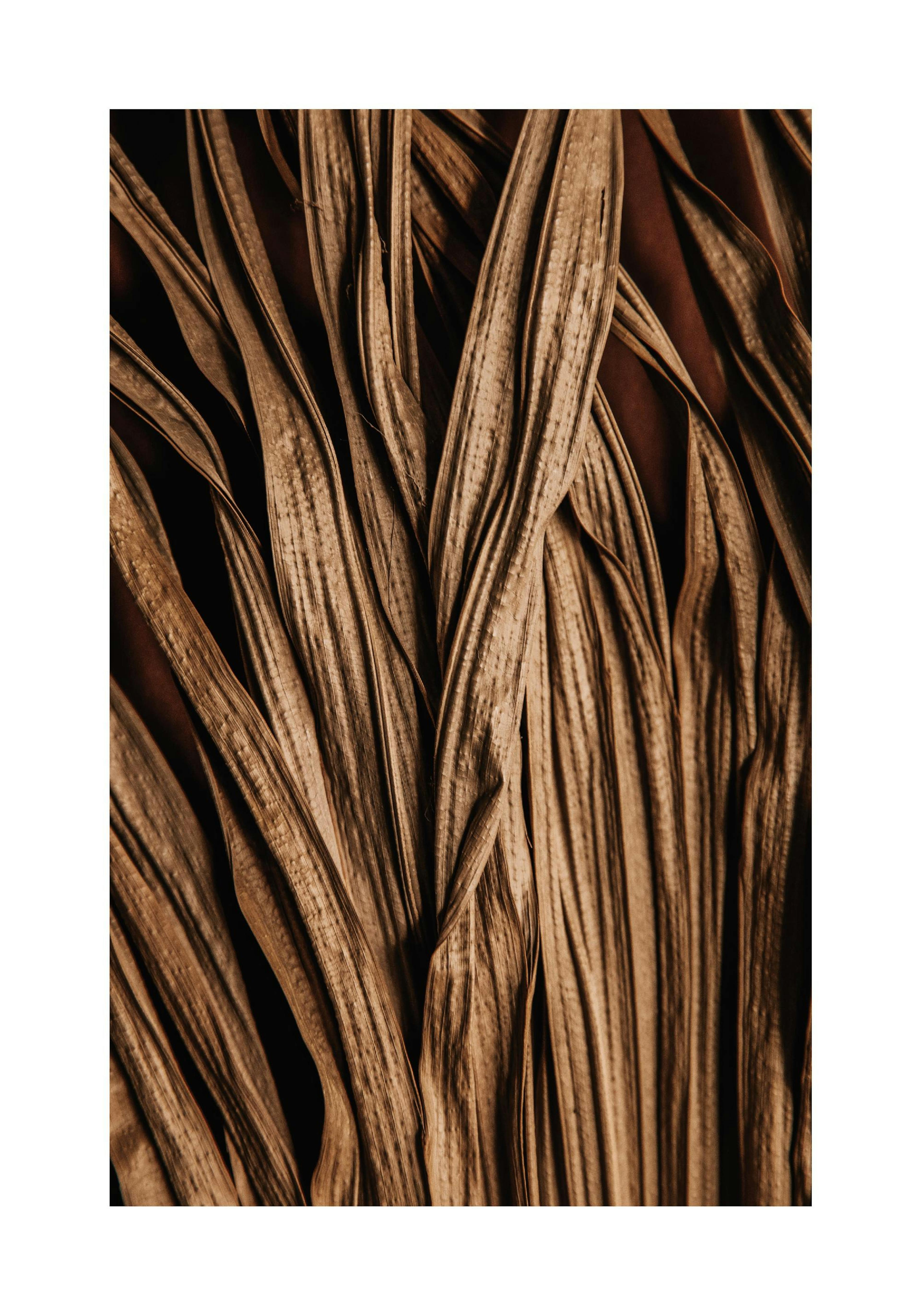 Close-up brown dried leaves on a dark background print, delicate natural poster
