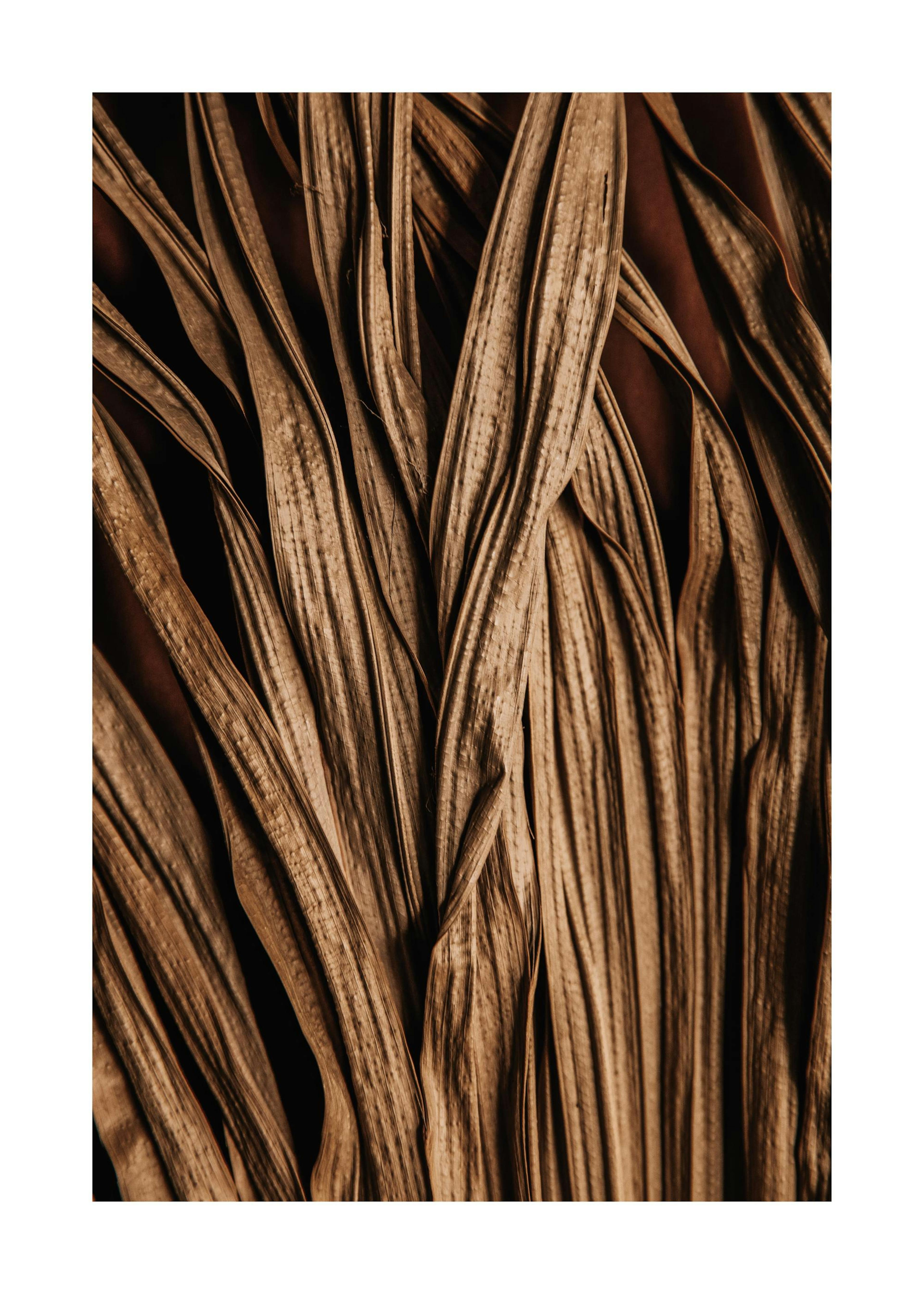 Póster con fotografía de hojas marrones secas superpuestas, textura detallada, fondo oscuro, arte naturalista
