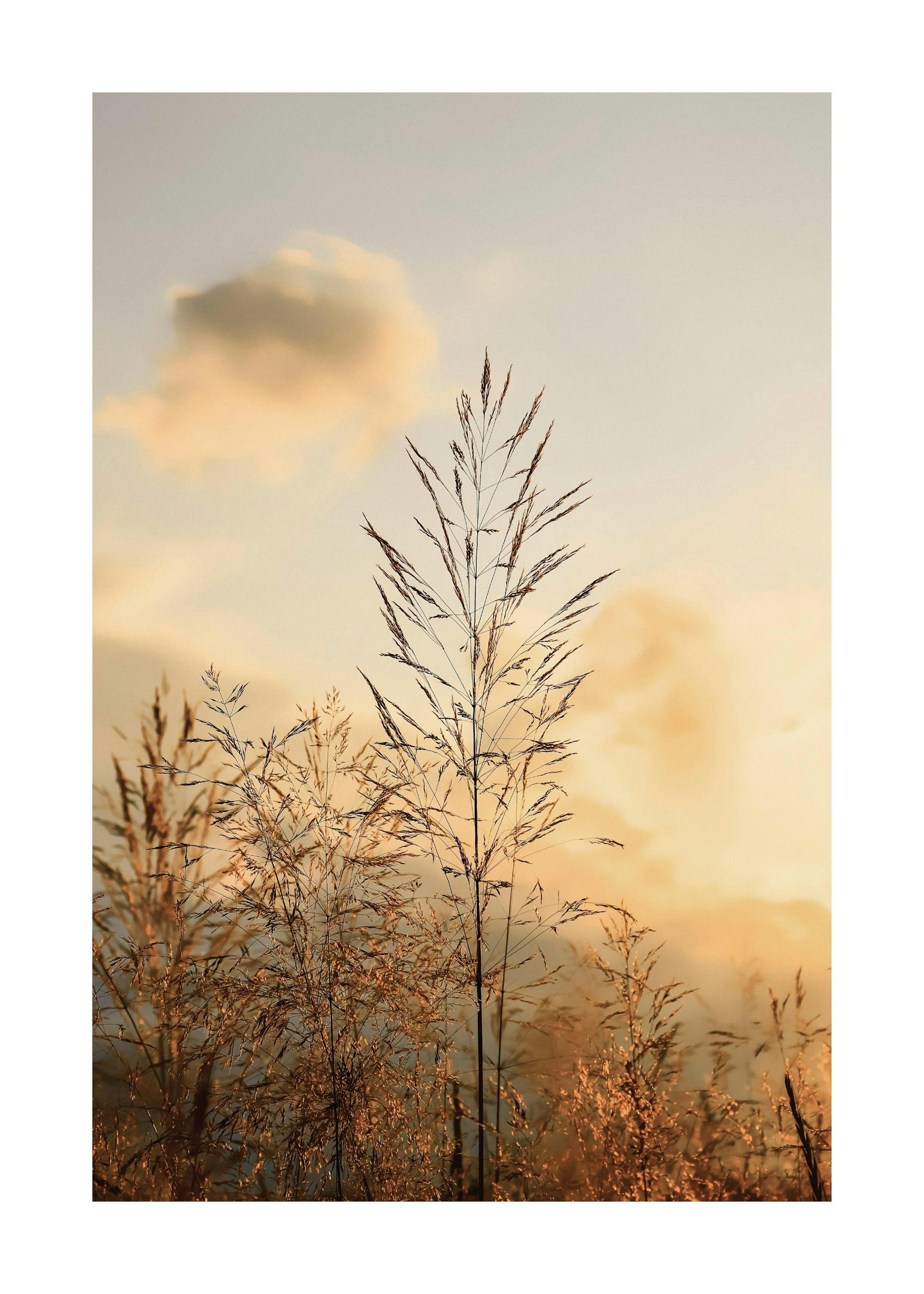 Sunset in the Field Plakat 0