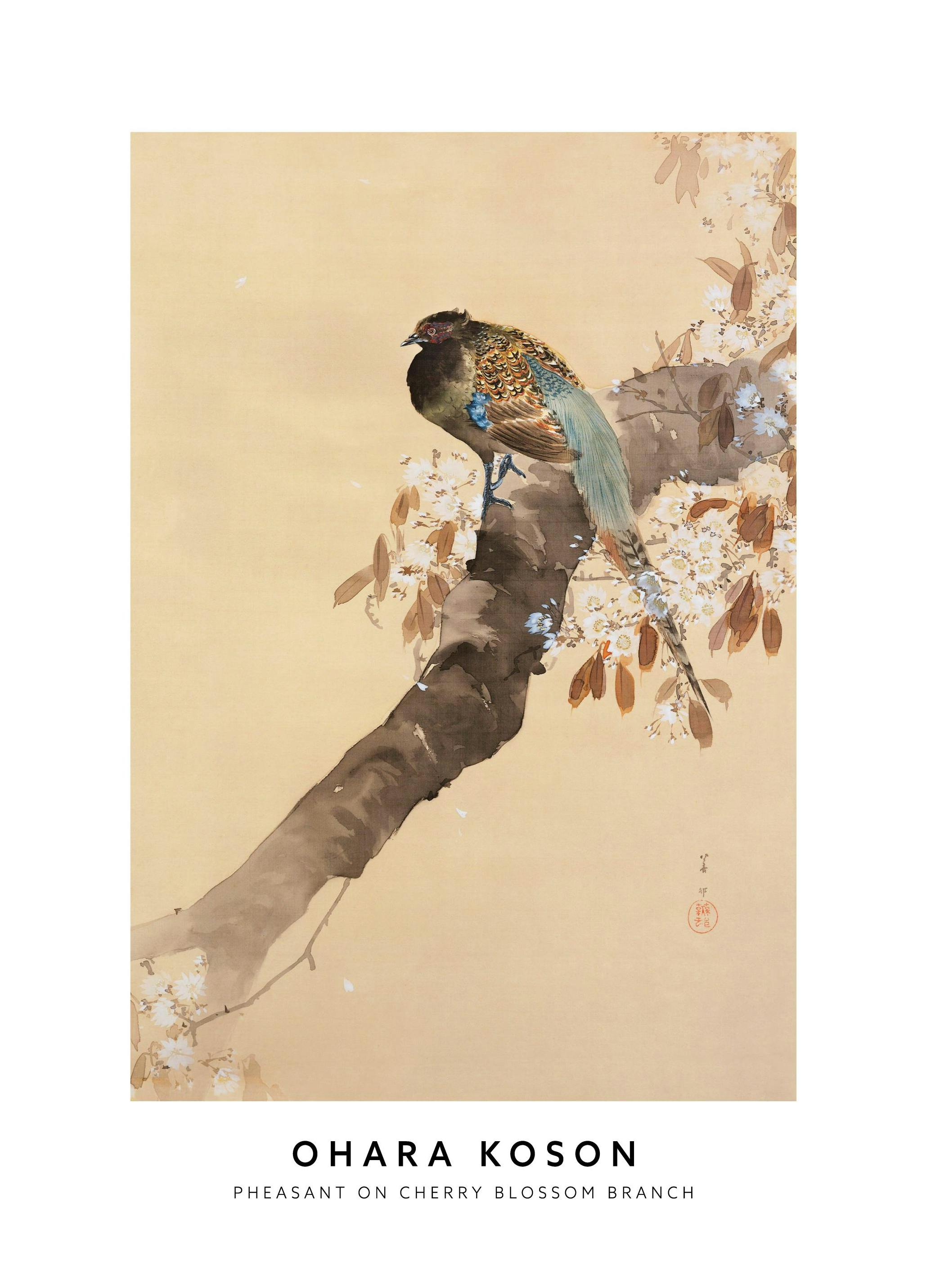 Ohara Koson - Pheasant on Cherry Blossom Branch Poster (50x70 cm)