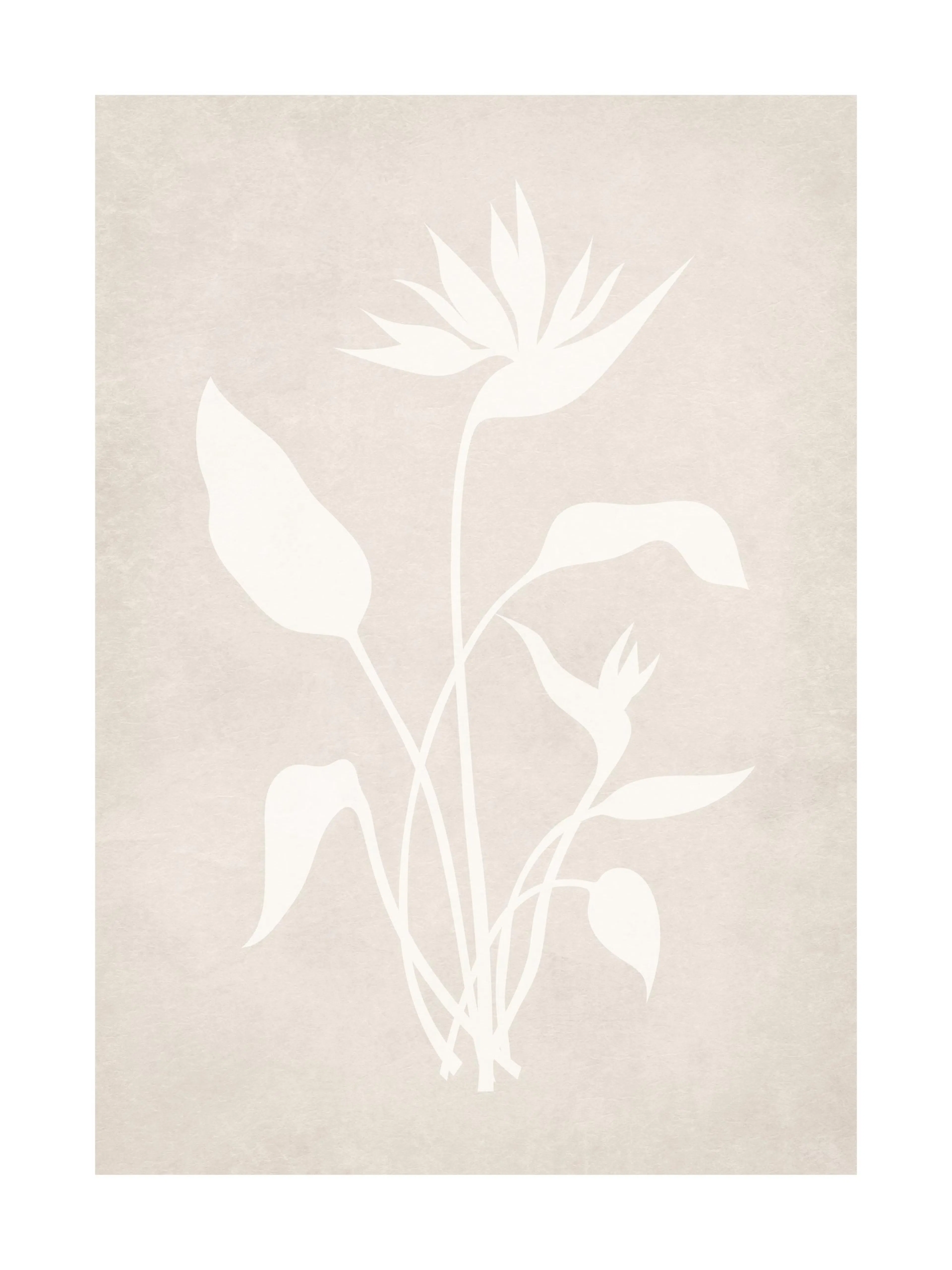 Poster botanico beige con illustrazione in silhouette di fiore bianco e foglie su sfondo strutturato.