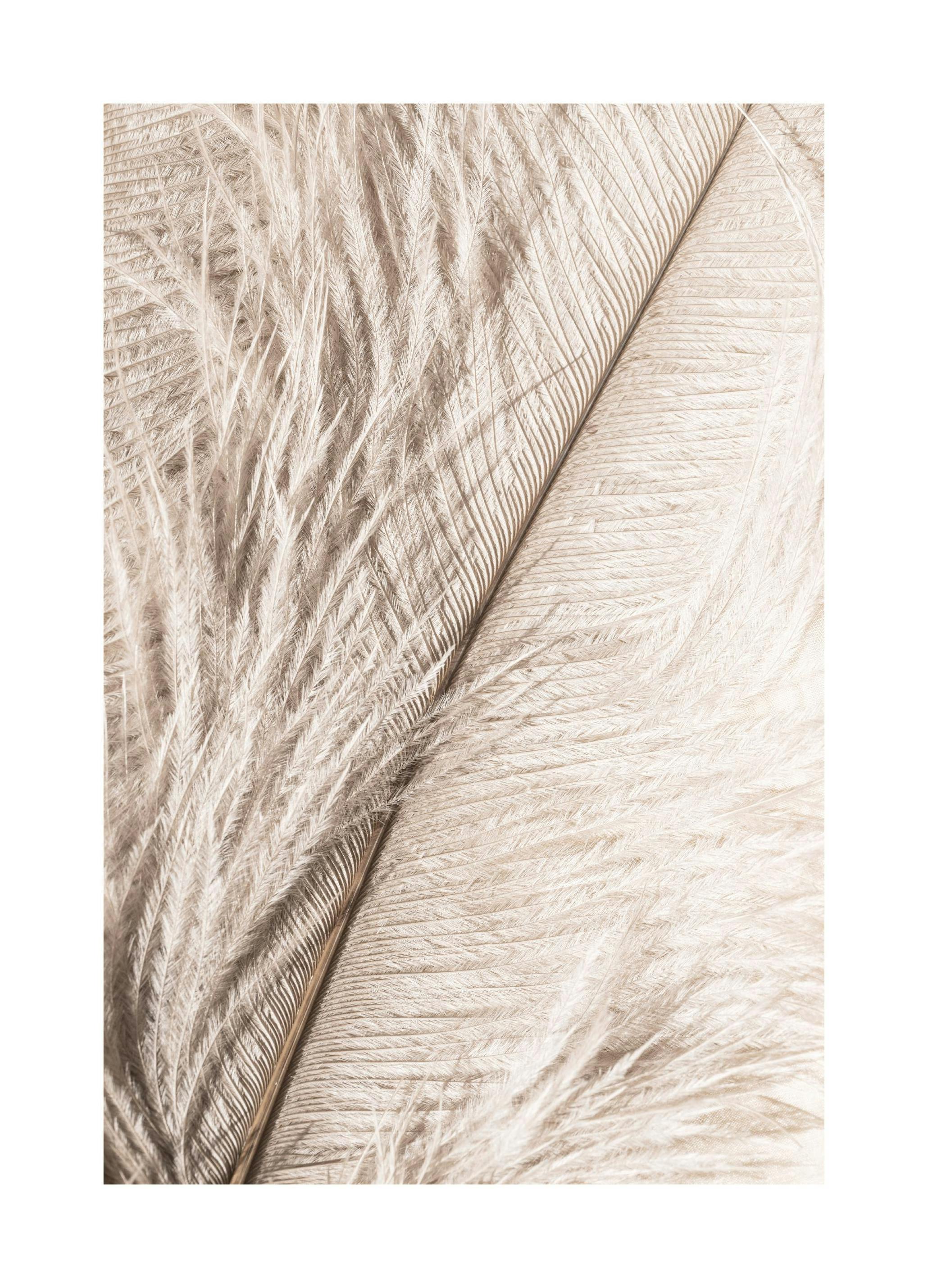 Feather Close Up Print (30x40 cm)