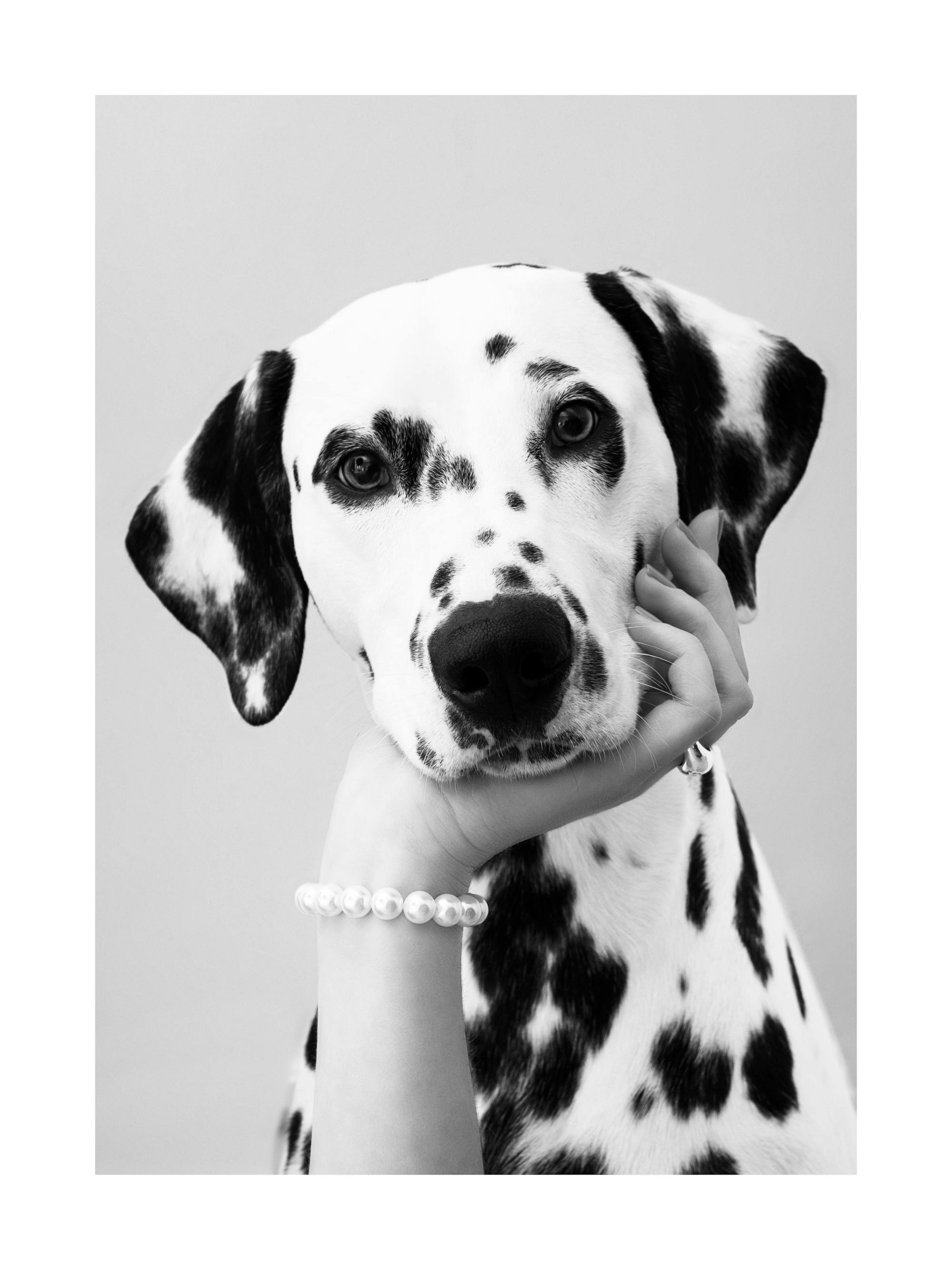 Schwarz-Weiß-Fotografie eines Dalmatiners mit einer Hand, die sein Kinn streichelt. Das Hundeposter zeigt ein Perlenarmband.