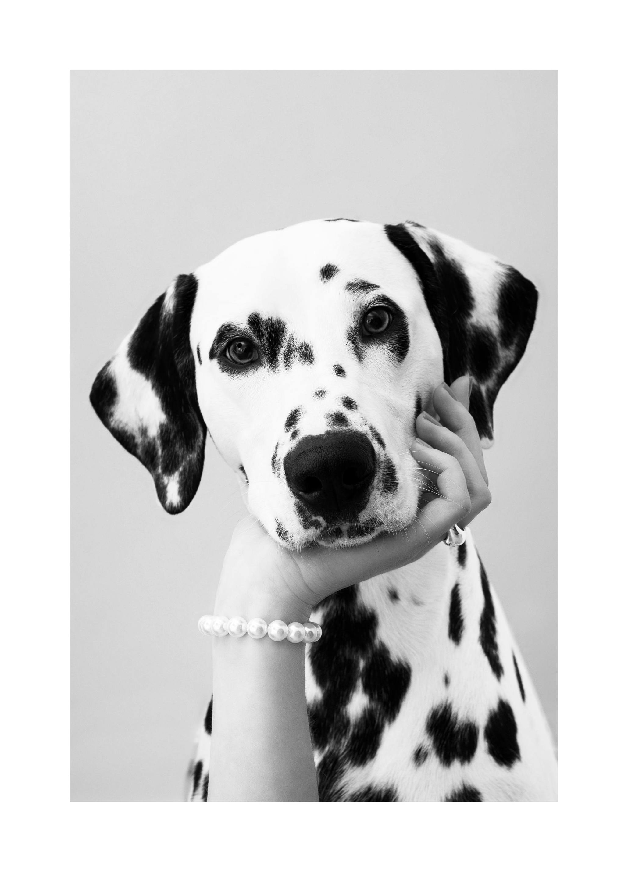 Dalmatian Print (30x40 cm)
