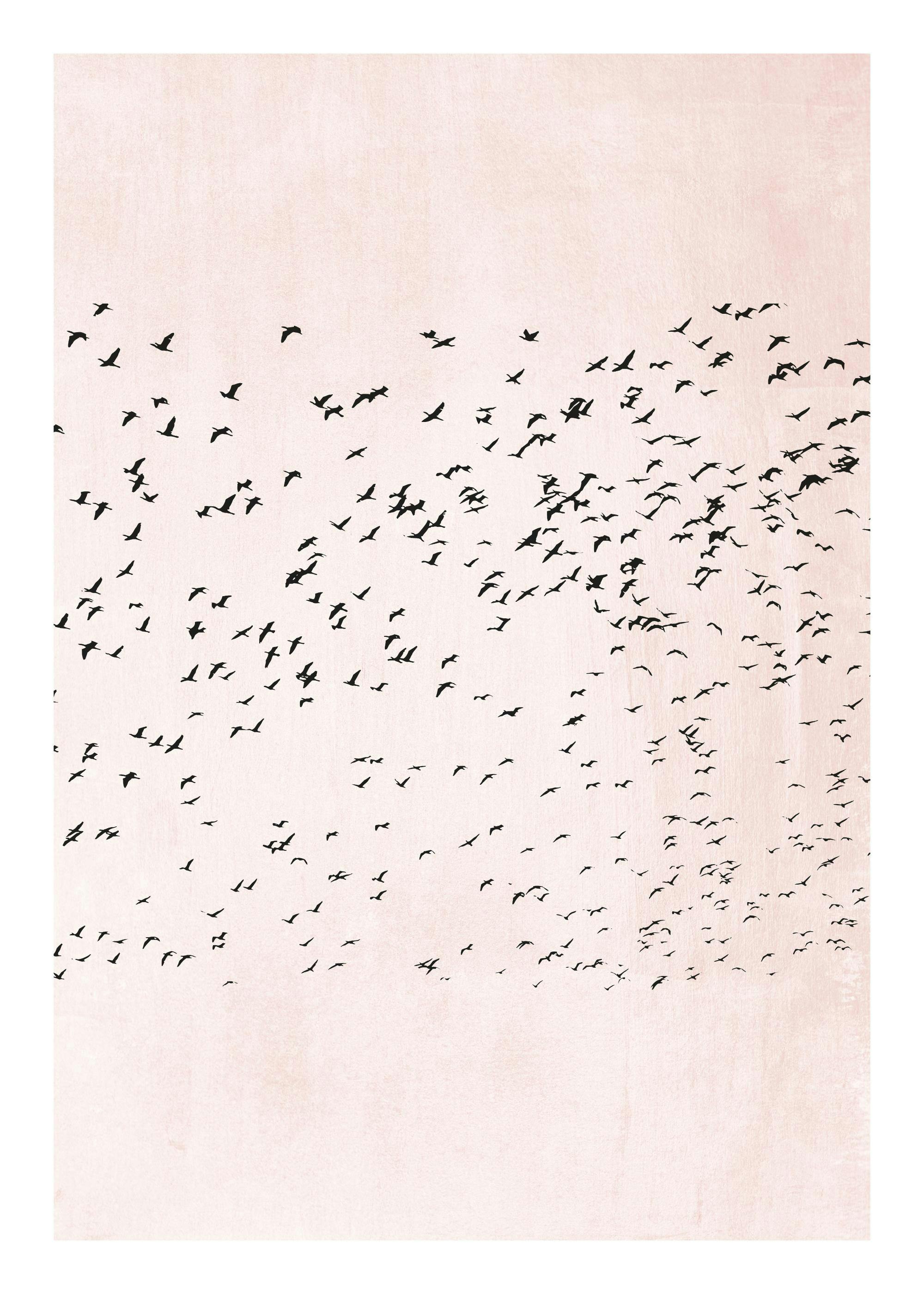 Illustrazione grafica di uno stormo di uccelli neri in volo su sfondo rosa strutturato.