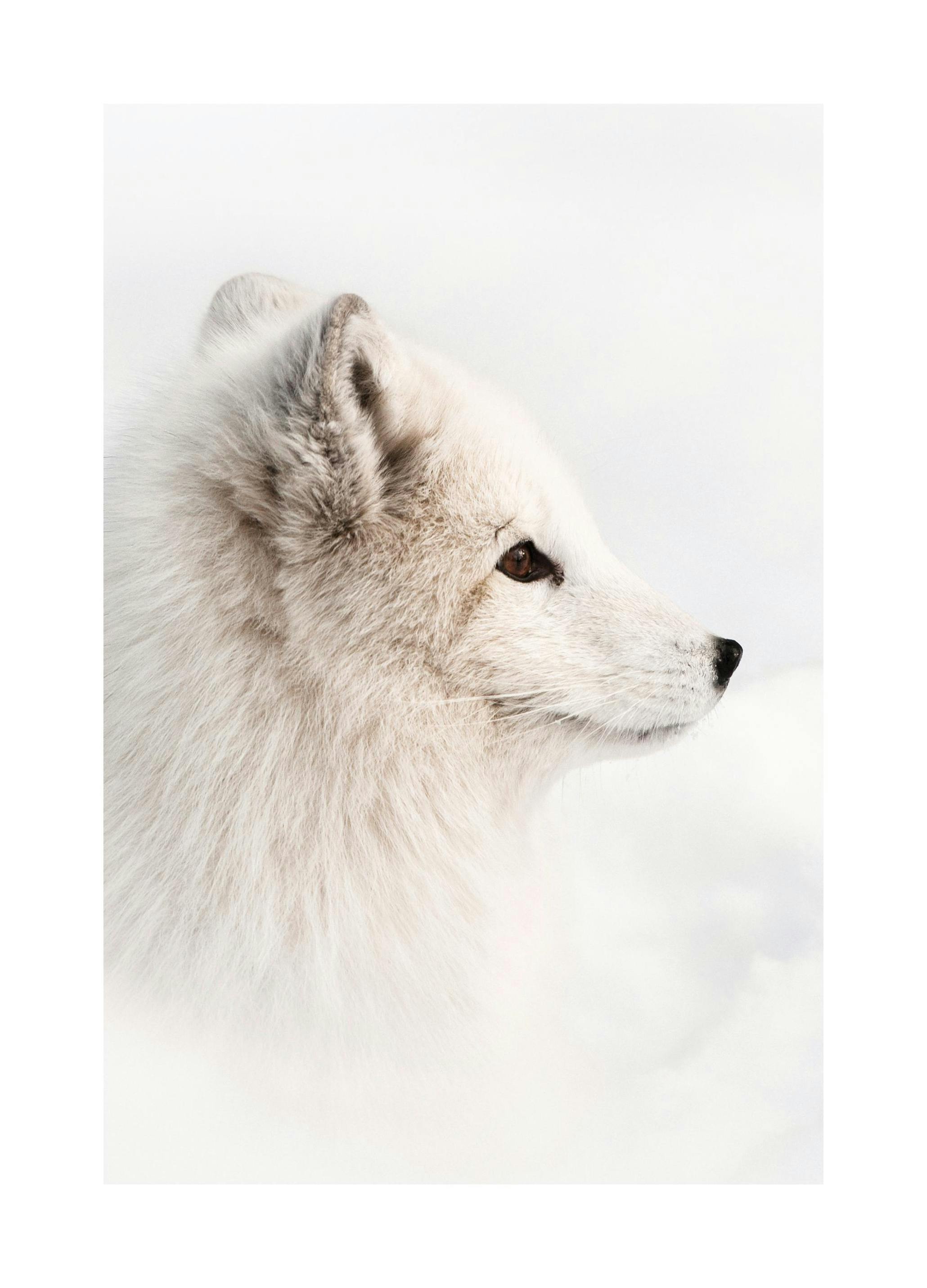 Arctic Fox Plakat (30x40 cm)