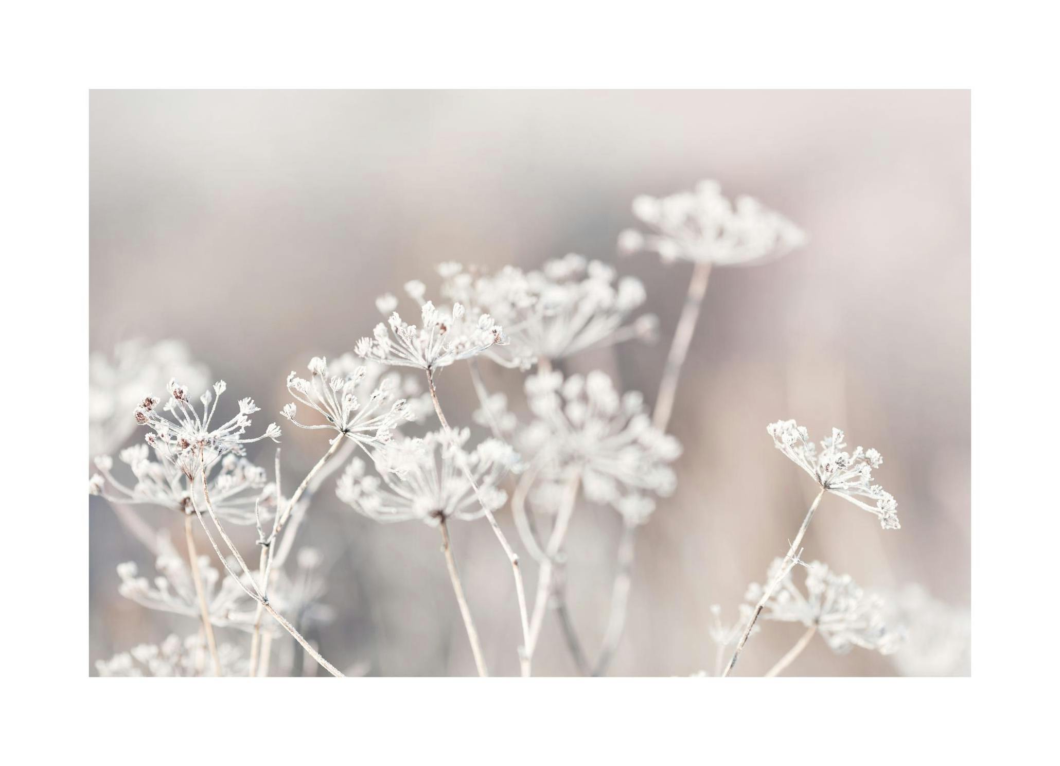 Frozen Botanical Affiche (50x70 cm)