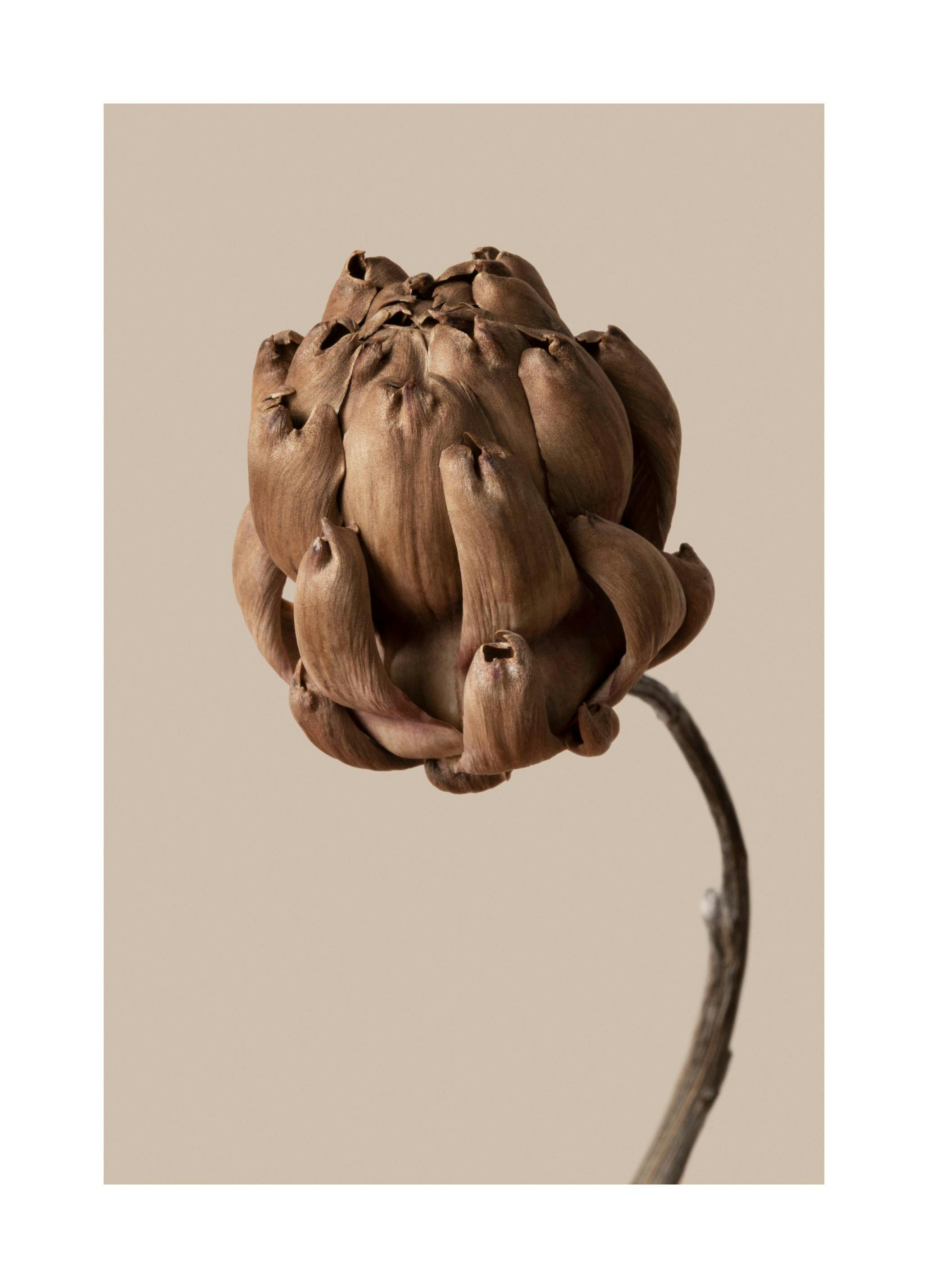 Flower in Brown Poster (50x70 cm)-Poster