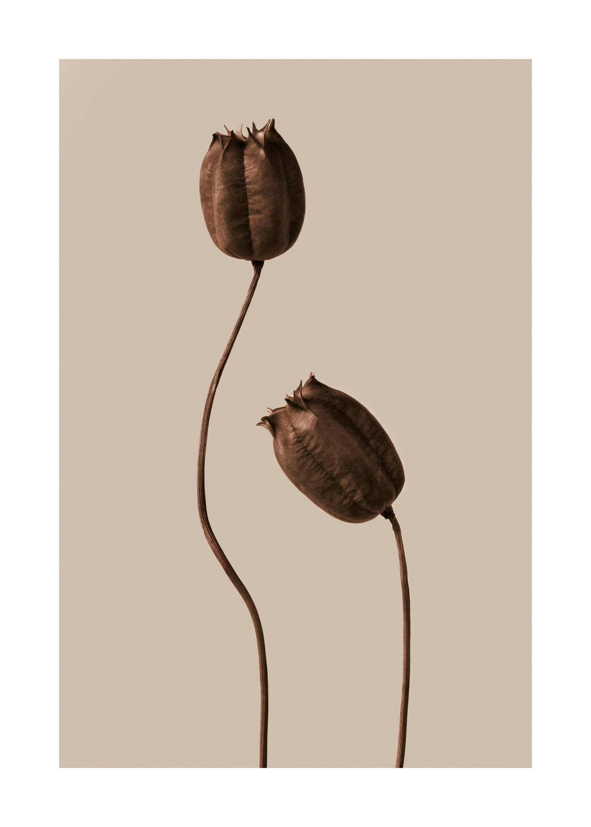 Brown flower poster of two dried flowers with long stems on a brown-beige background.