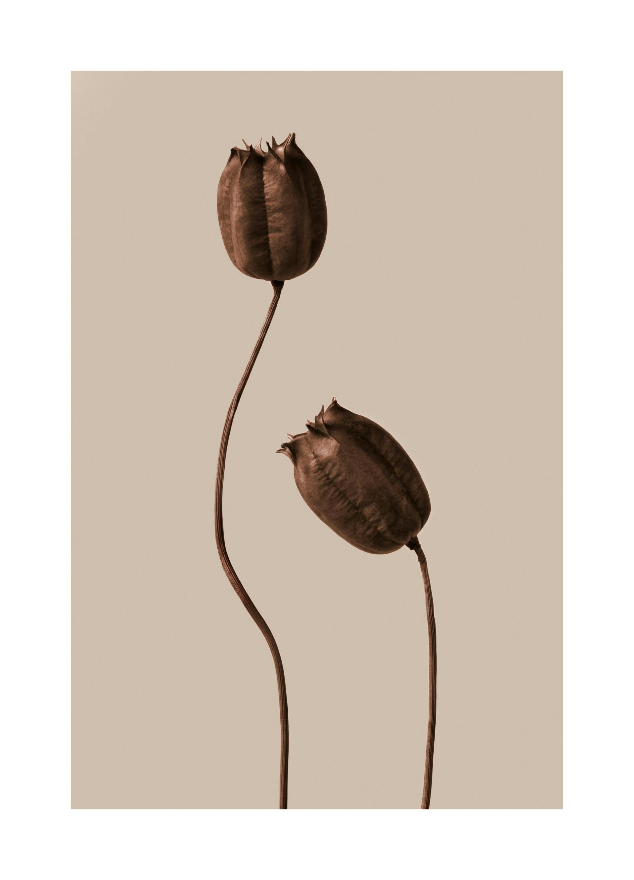 Brown Flowers Affiche (21x30 cm)