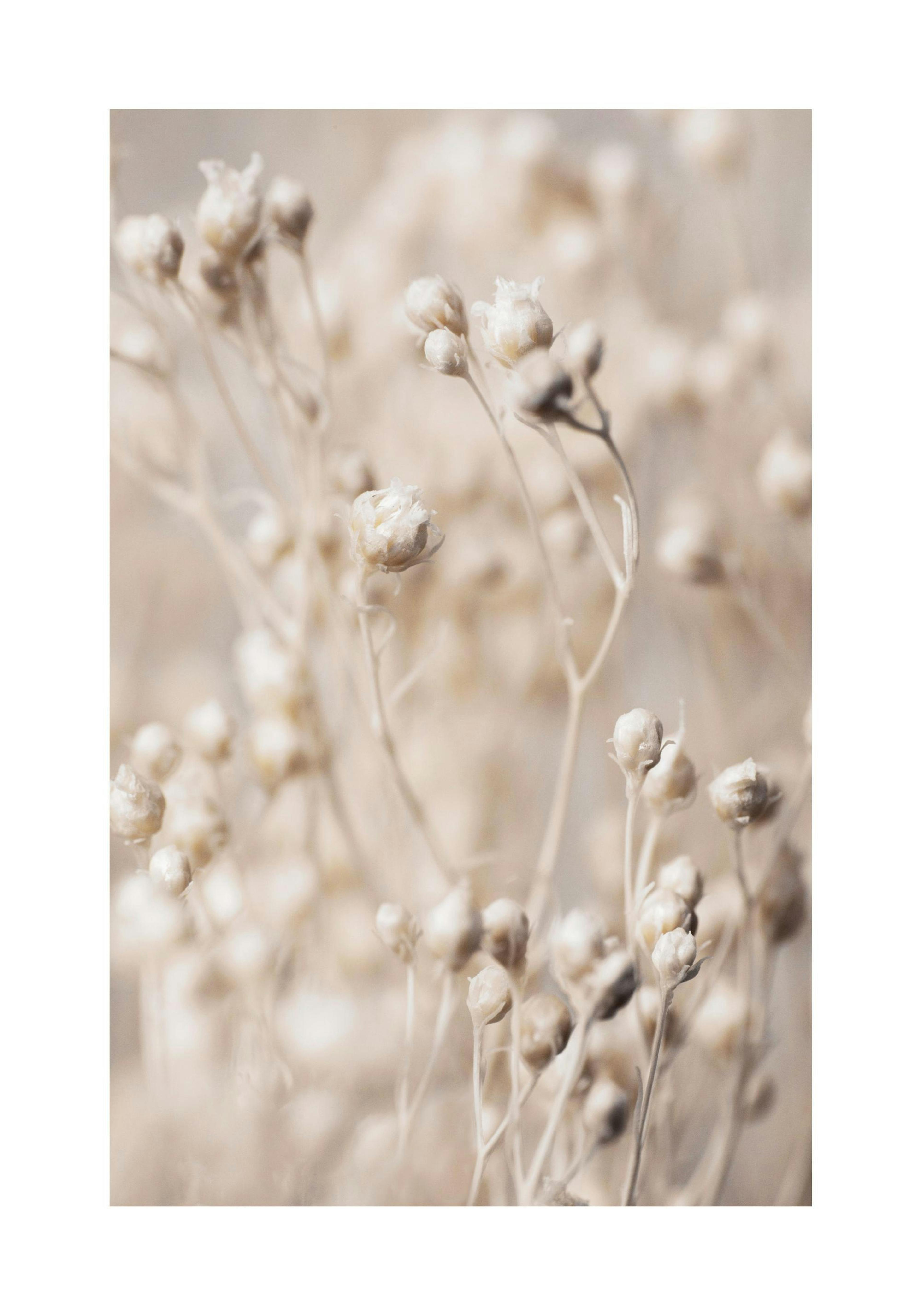 Nature poster with delicate beige flower buds in soft focus, creating a serene and down-to-earth feel.