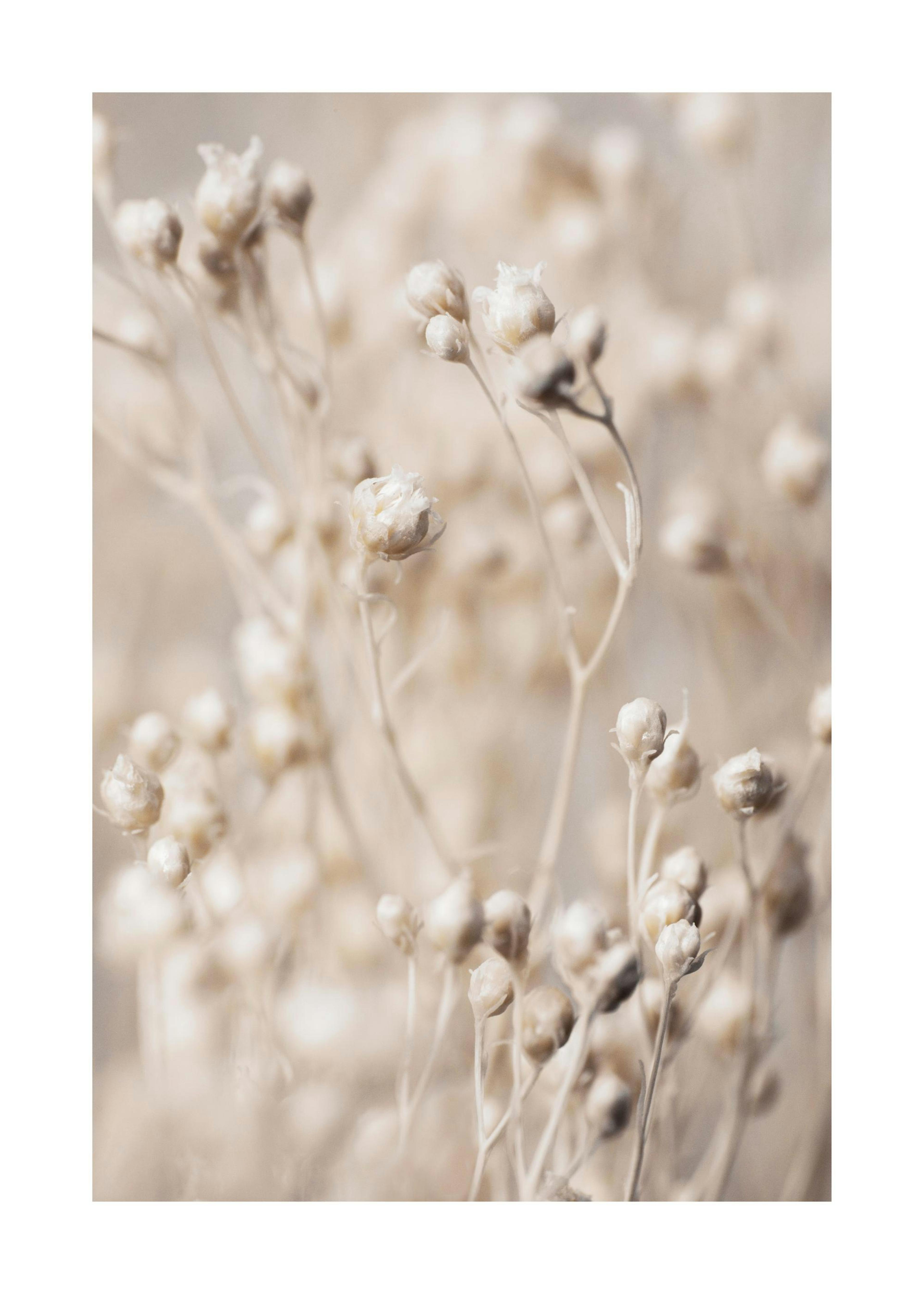 Little Flower Buds 포스터 0