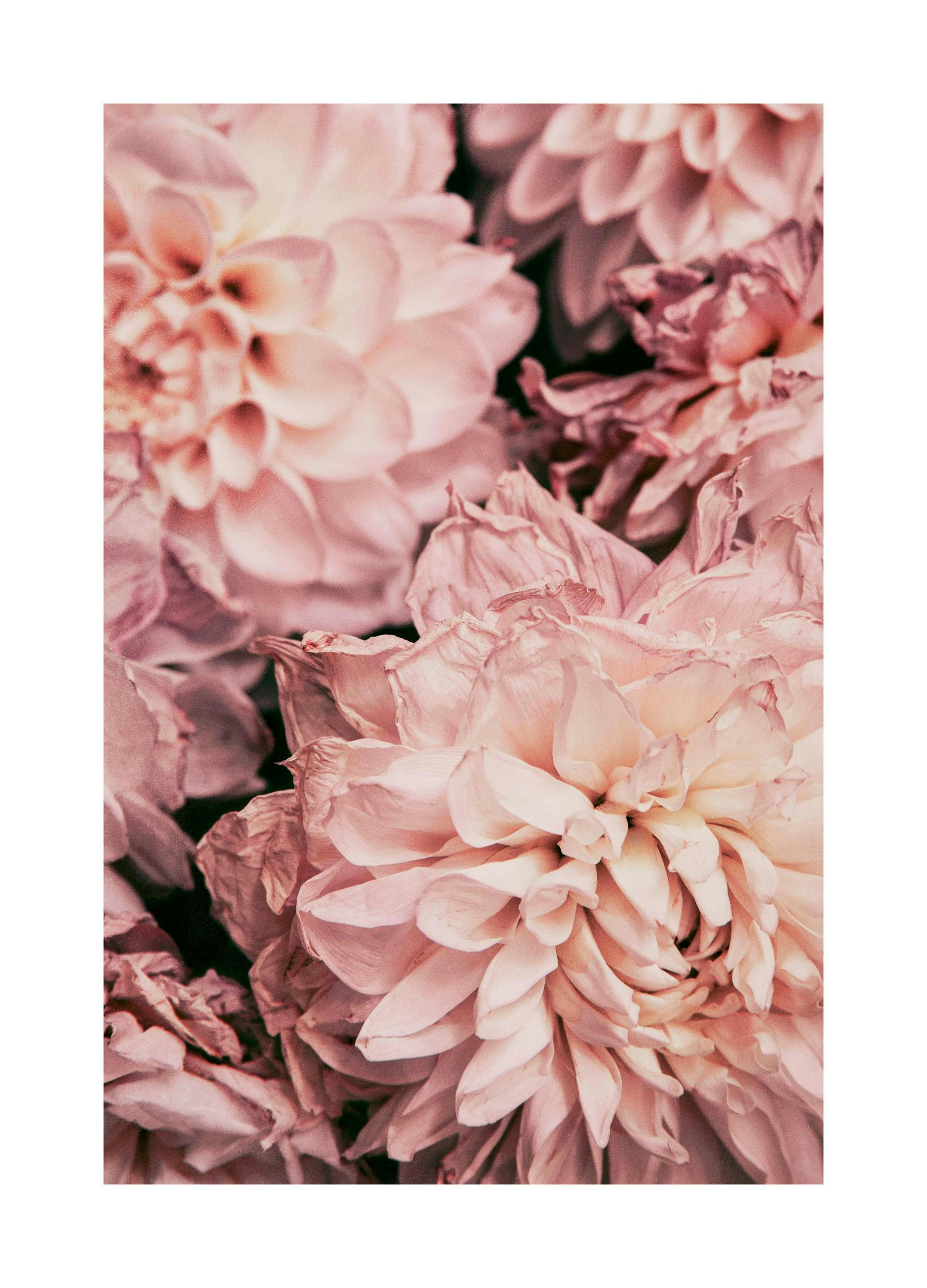 Moody Pink Dahlias Print (50x70 cm)