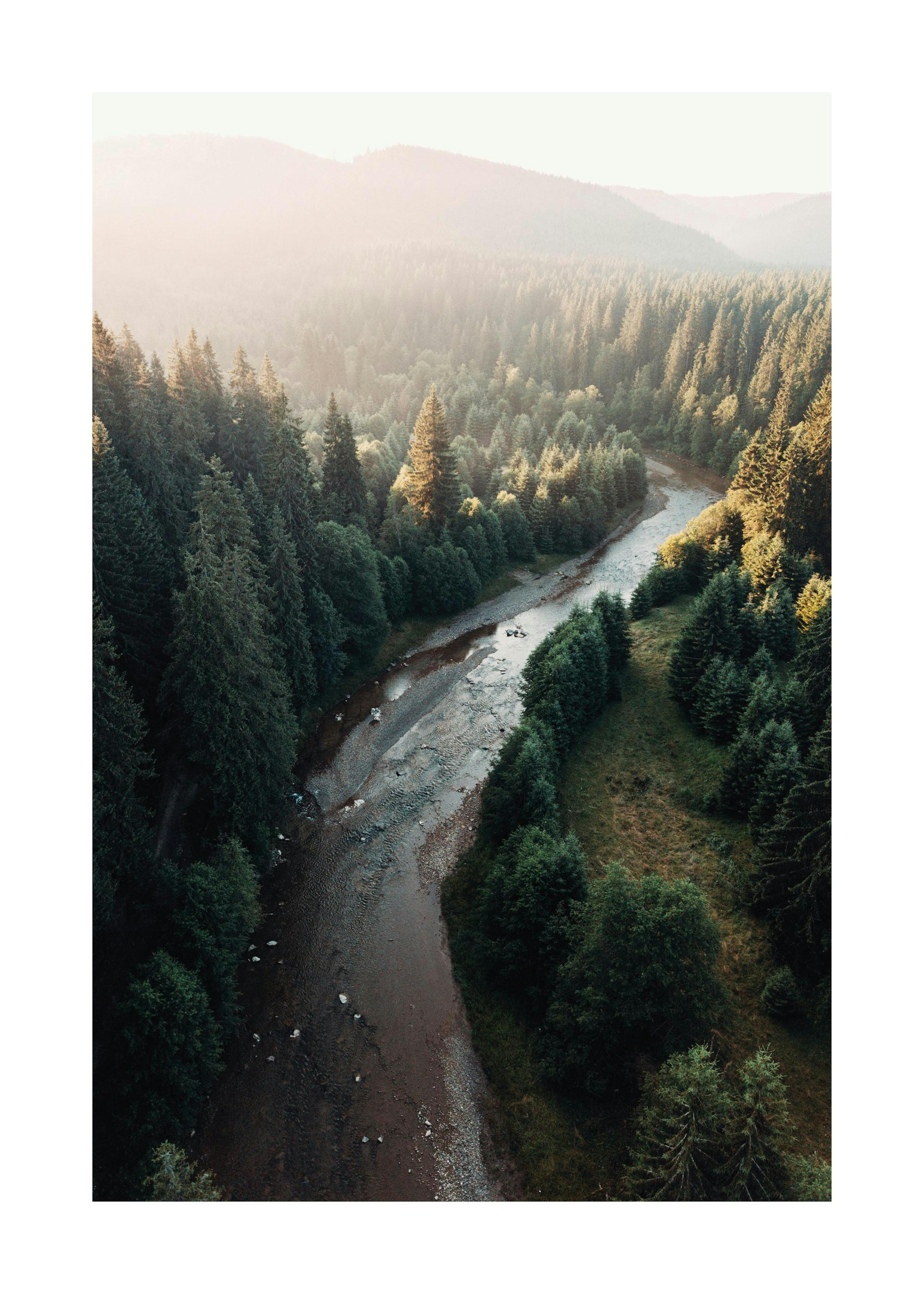 River in Forest Plakat 0
