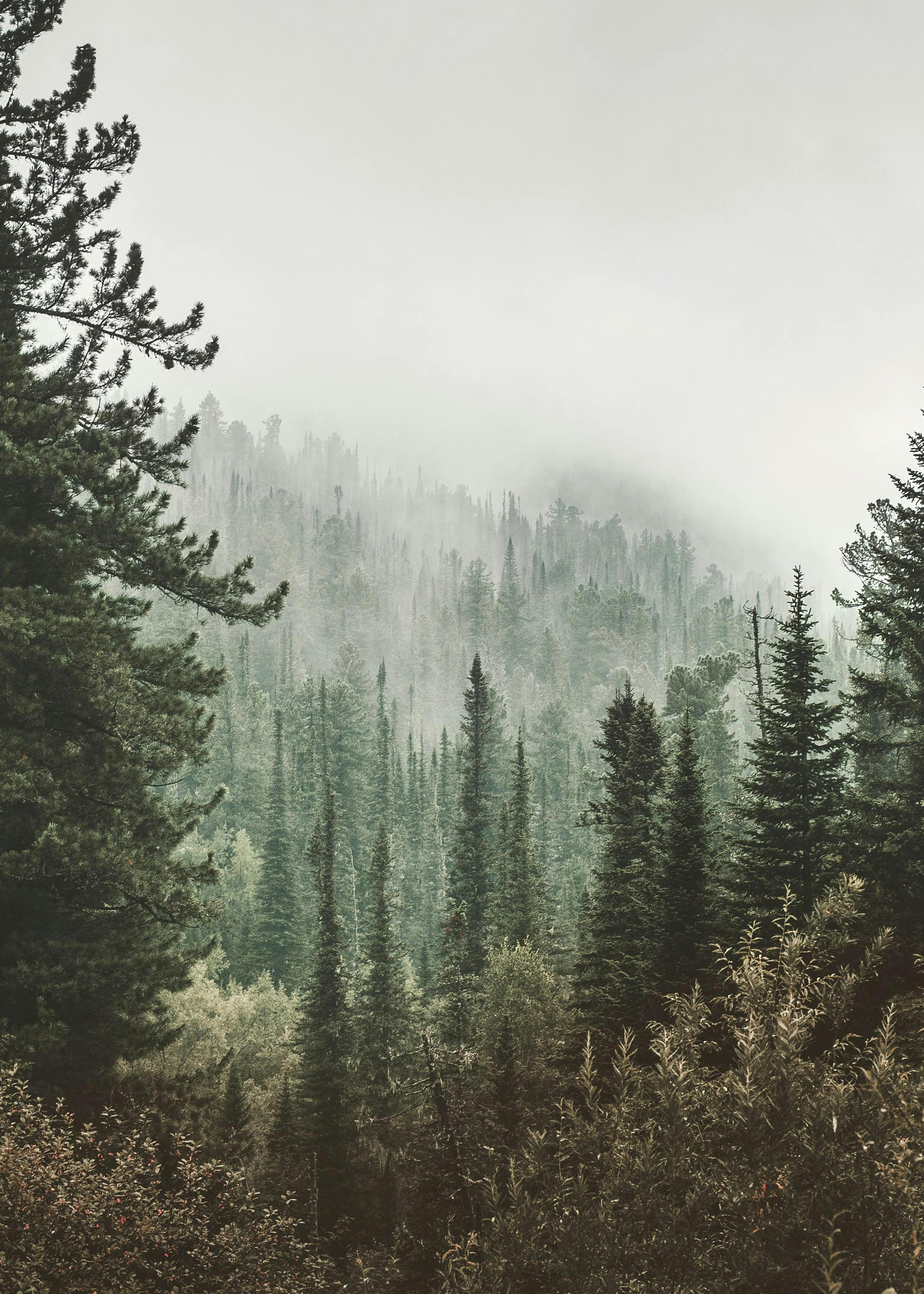 Deep Green Forest Plakat 0