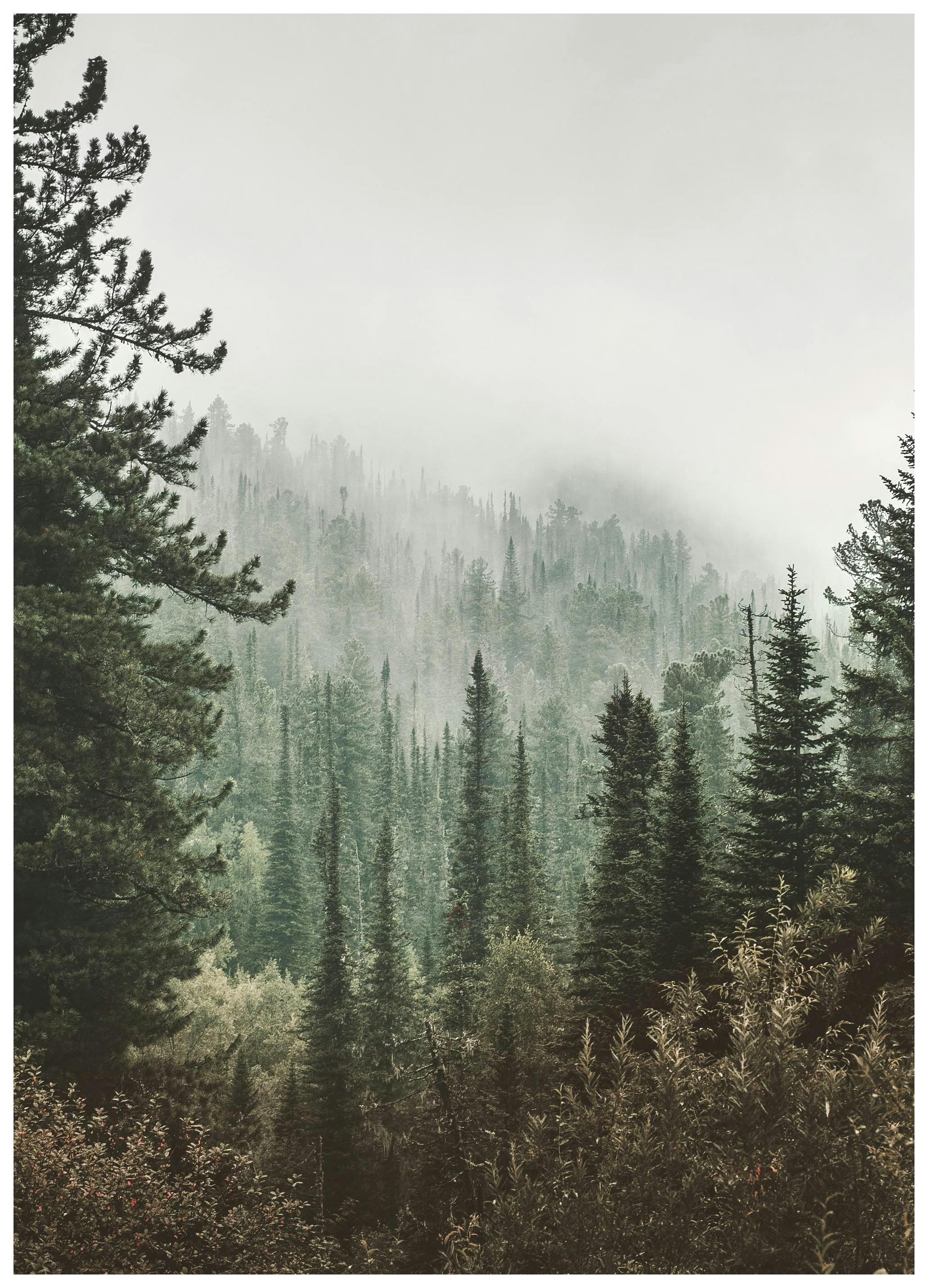 Prints - Deep Green Forest Print (30x40 cm) - Forests prints