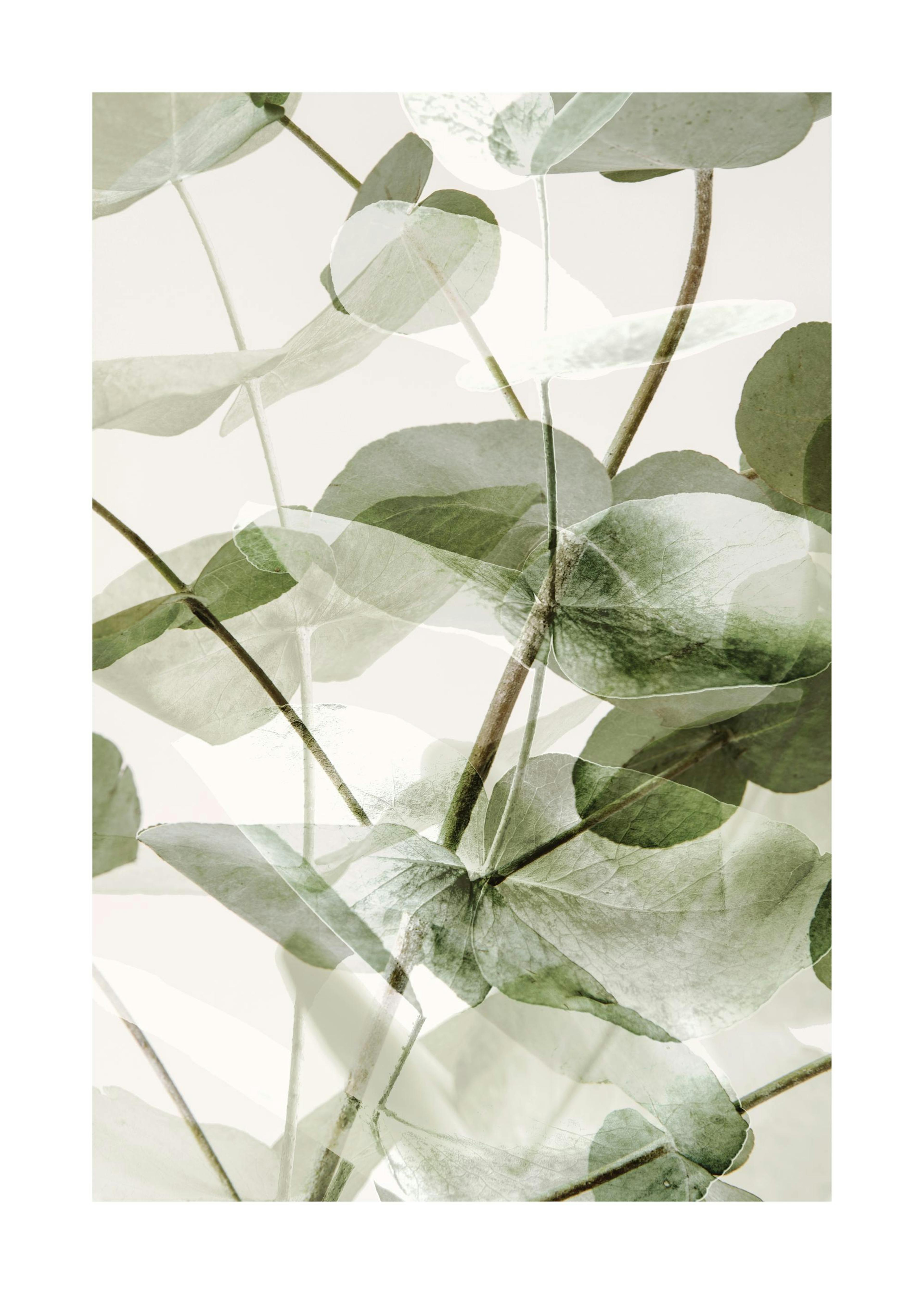 Eucalyptus Shades No1 Juliste 0