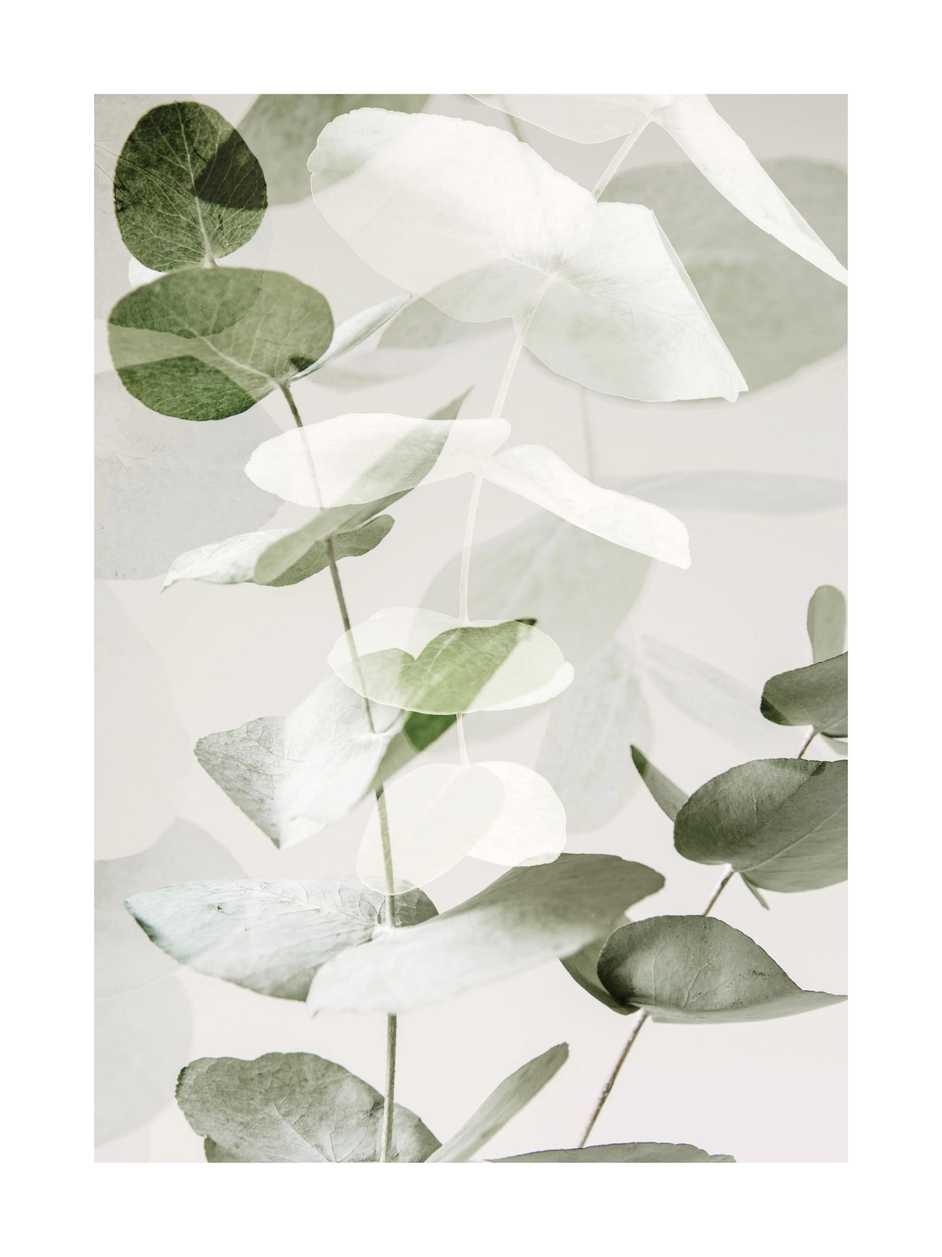 Poster moderno con foglie di eucalipto in tonalità di verde e bianco su sfondo grigio, ideale per interni.