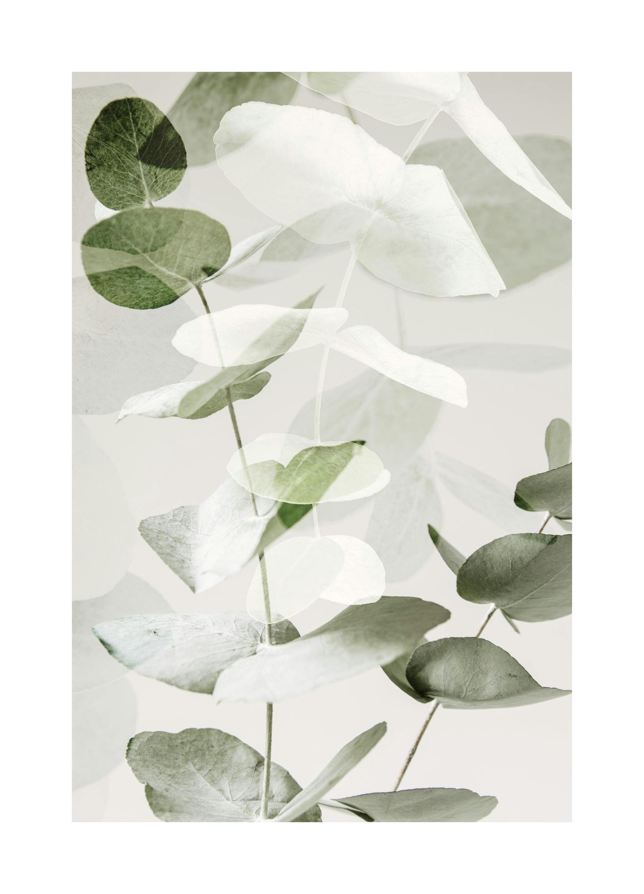 Eucalyptus Shades No2 Plakat (40x50 cm) - Plakater > Botaniske plakater > Planteplakater