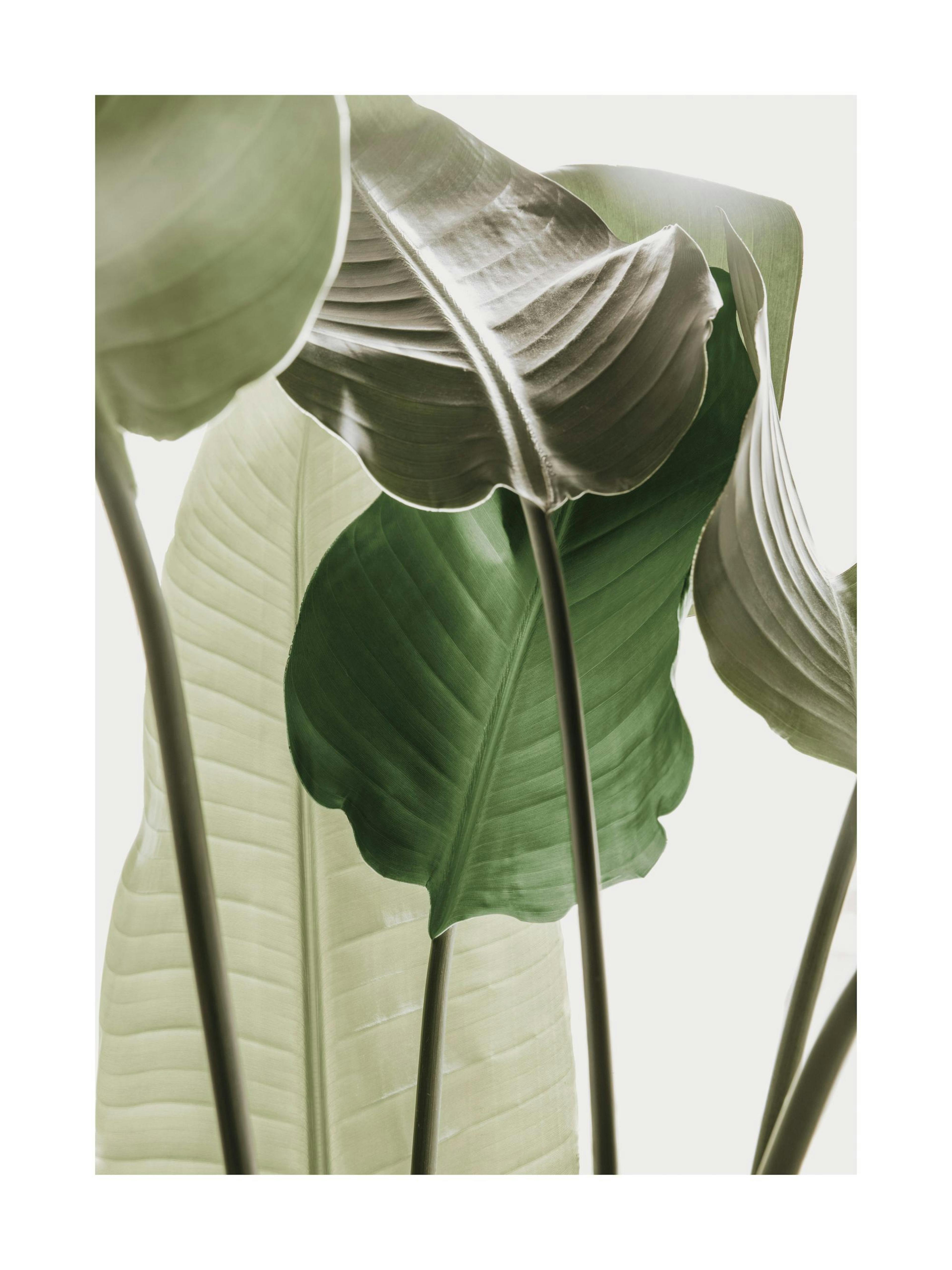 Póster de hojas tropicales verdes en pared gris; junto a lámpara blanca y otomana de terciopelo verde.