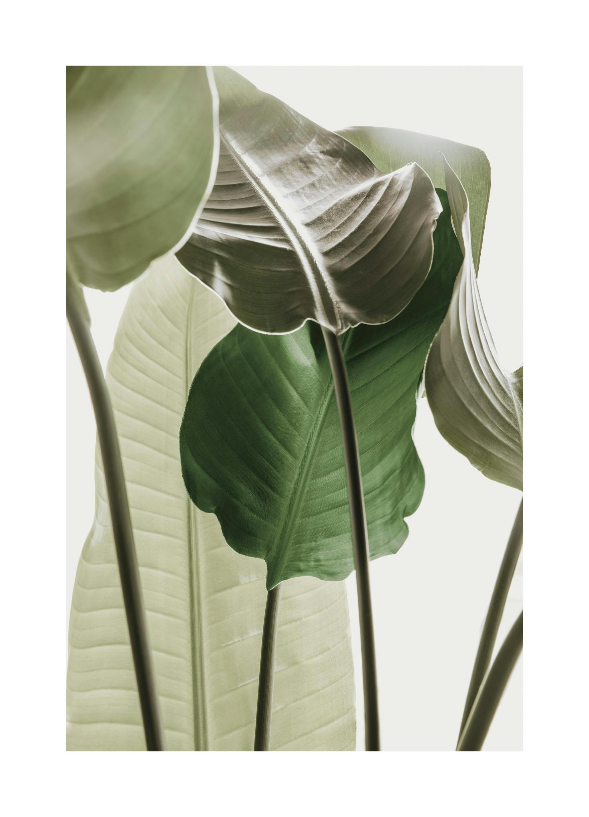 Prints - Strelitzia Plant No1 Print (50x70 cm) - Green plants posters