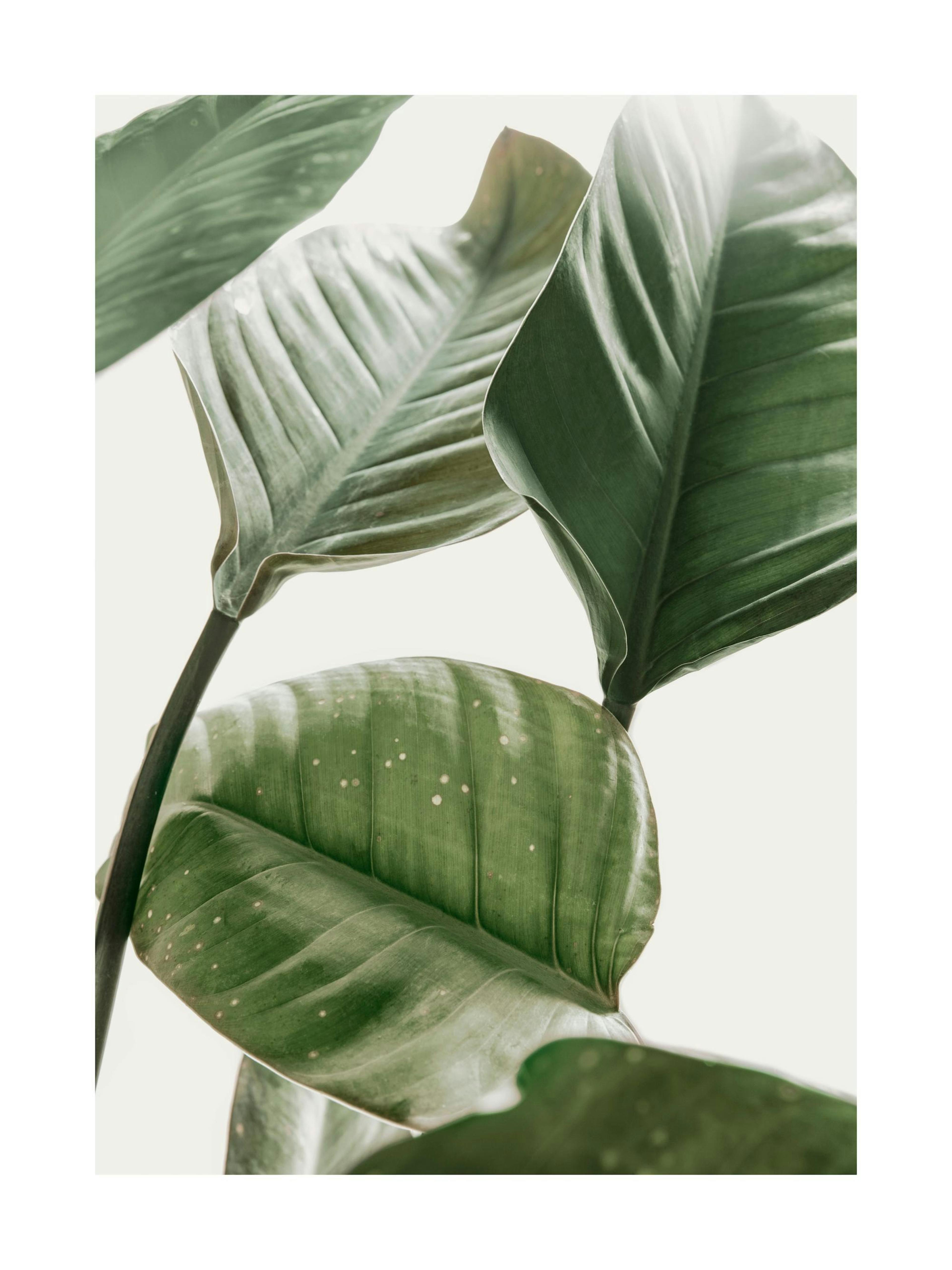 Nahaufnahme einer grünen Strelitzie-Pflanze mit großen Blättern, ideal für Wohnzimmer und Schlafzimmer