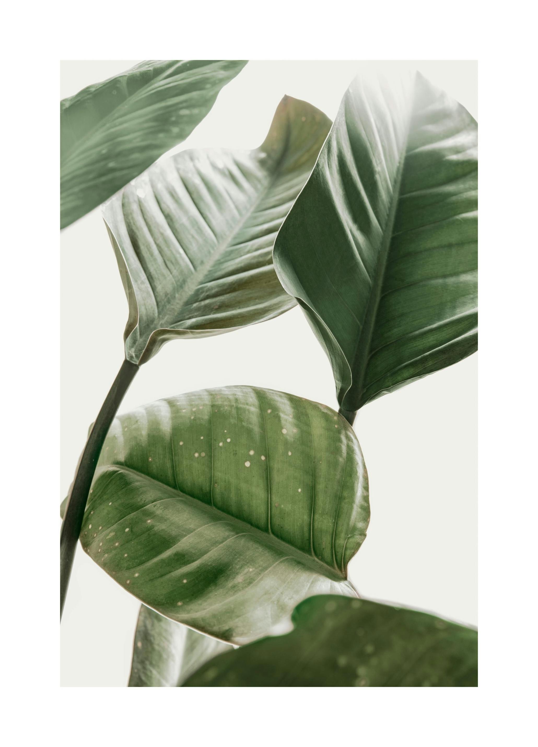 Strelitzia Plant No2 Poster (21x30 cm) - Groene planten