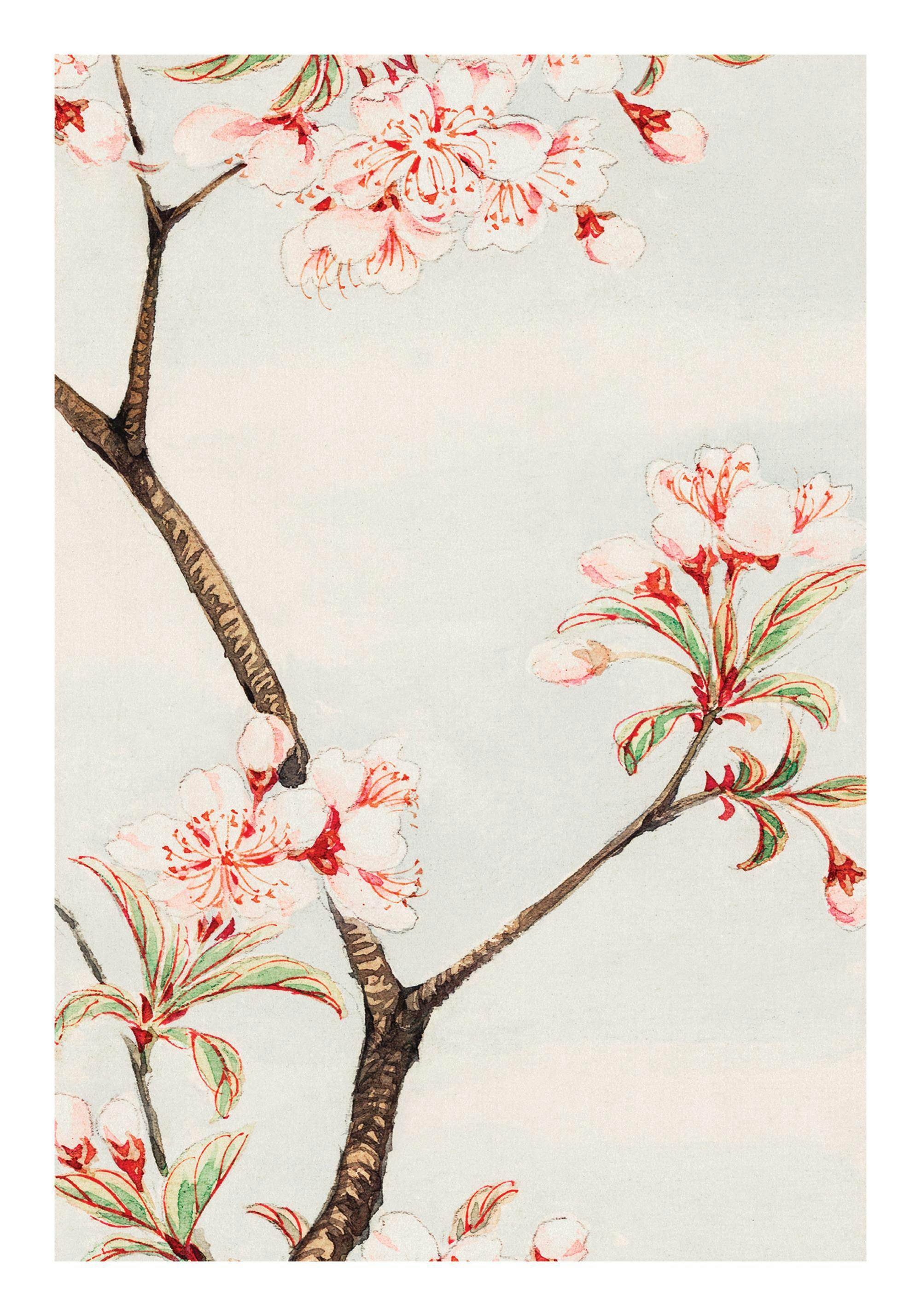 Botanisk poster av Sakura körsbärsträd med röda och vita blommor, detaljerade grenar, på en beige, kornig bakgrund.