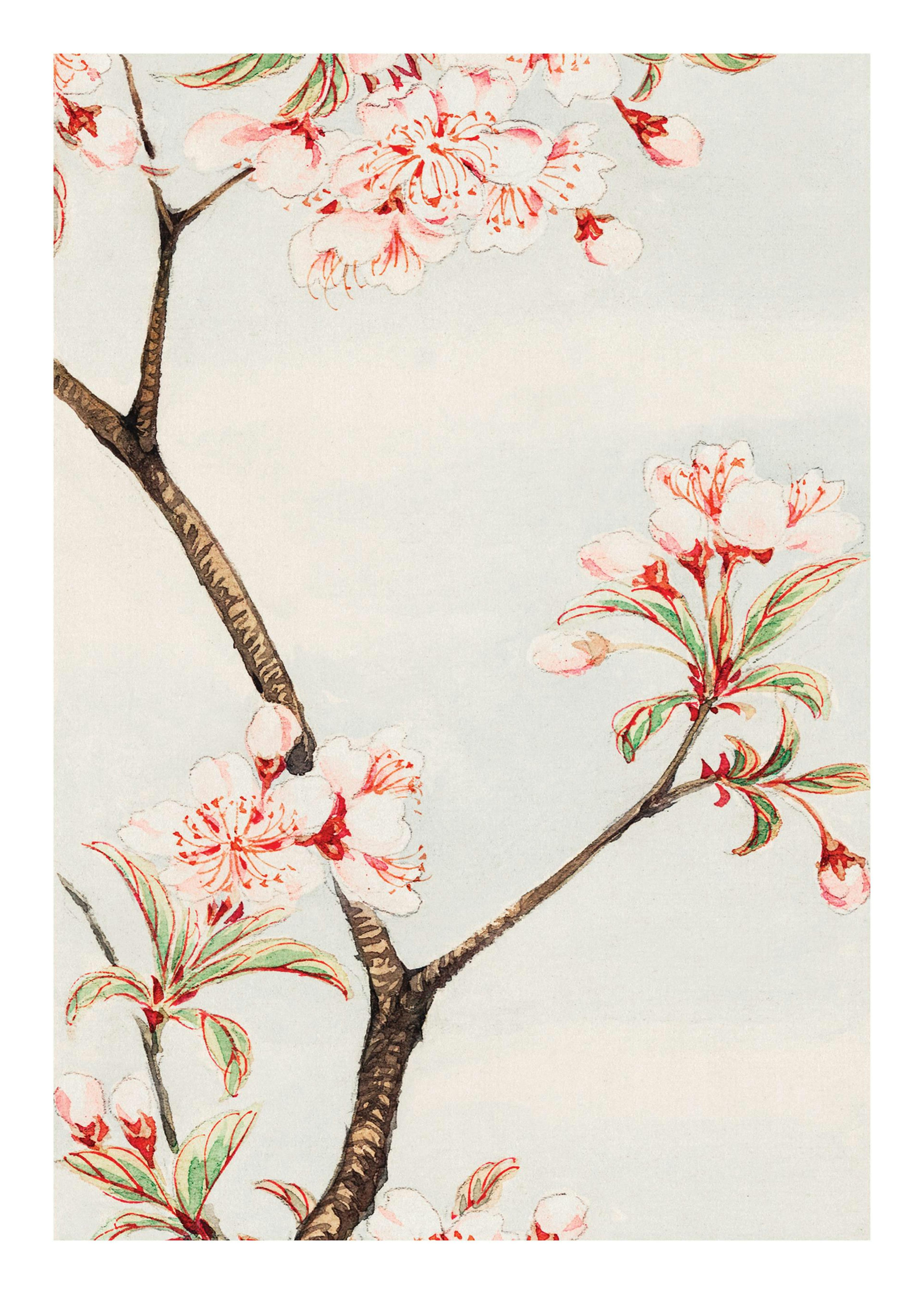 Megata Morikaga - Sakura Cherry 포스터 0